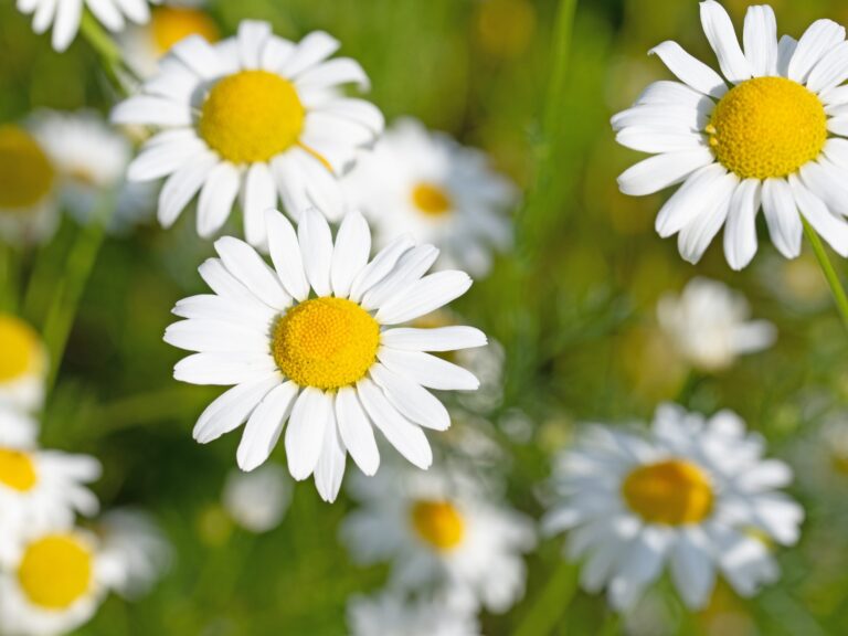 Echte Kamille, Matricaria chamomilla - © M. Schuppich/stock.adobe.com