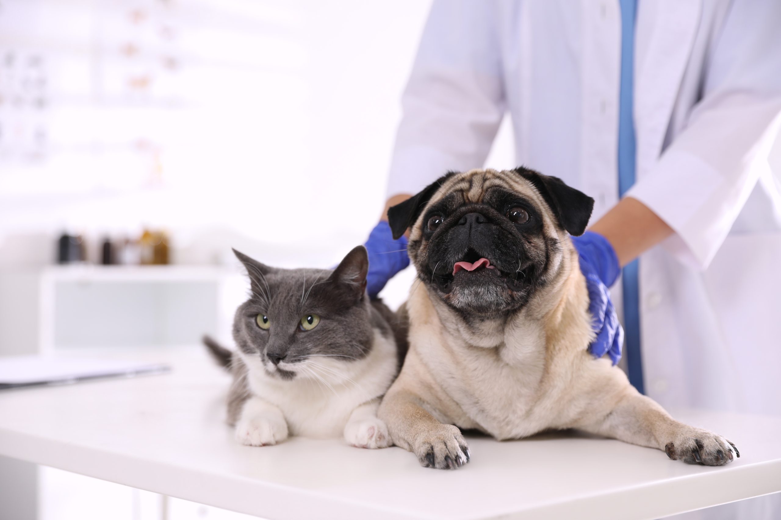 Wie werde ich Fachtierarzt für Veterinärhomöopathie?