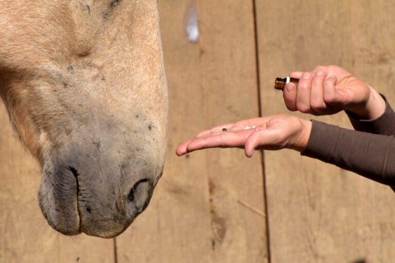 Im Gespräch: Dr. Weiermayer über die Veterinärhomöopathie - © lichtreflexe/stock.adobe.com