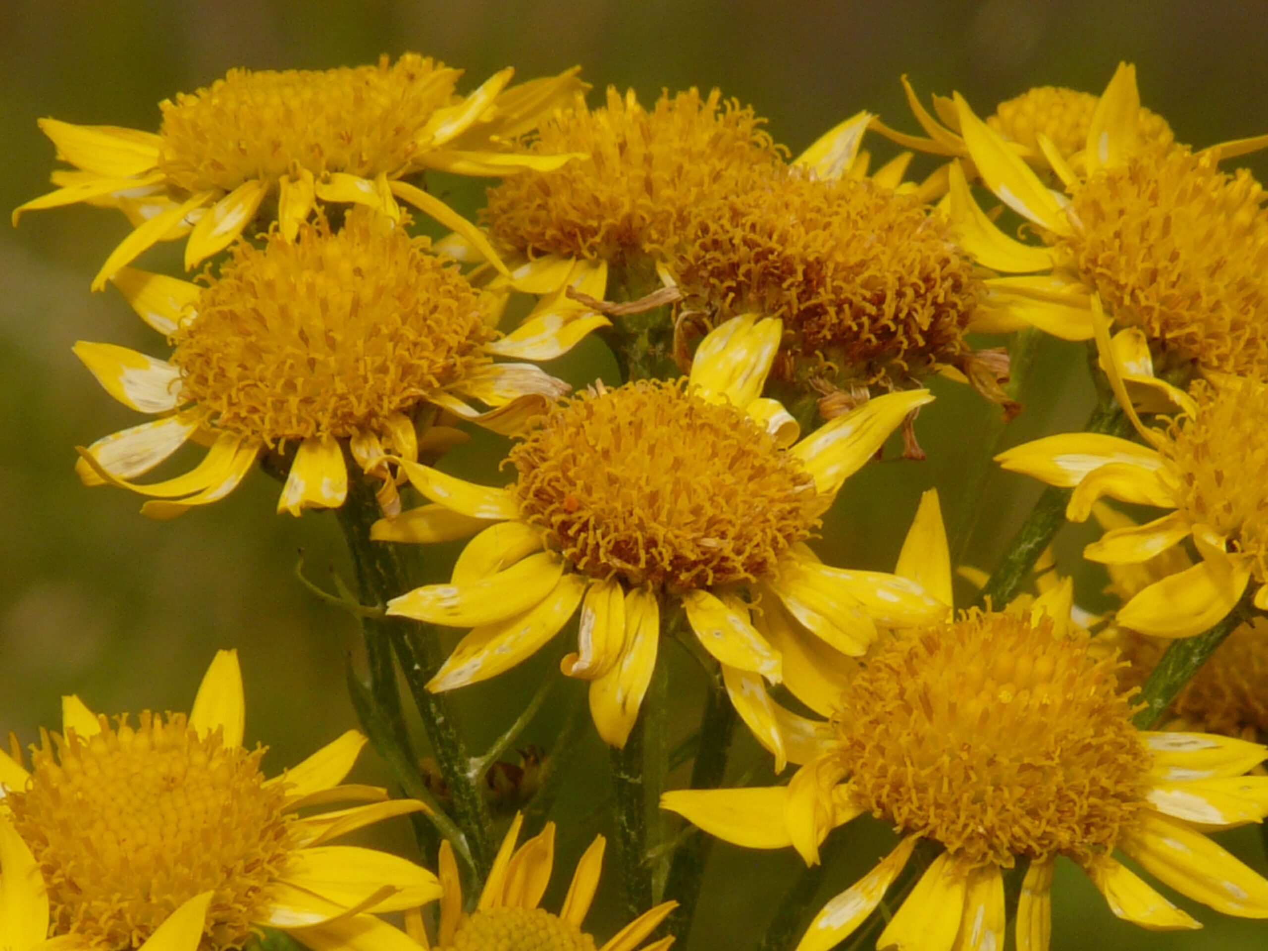 Arnica montana, kurz Arnica ist eines der bekanntesten und auch am häufigsten eingesetzten homöopathischen Arzneimittel im Pferdestall und hat seinen Platz in der Stallapotheke absolut verdient. Wir wollen in diesem Artikel näher beleuchten, wann Arnica als homöopathisches Arzneimittel für eine Verletzung als Akutmittel in Frage kommt, und wann nicht, da wir doch schon öfters Situationen gesehen haben, in denen der Einsatz von Arnica nicht angezeigt war.