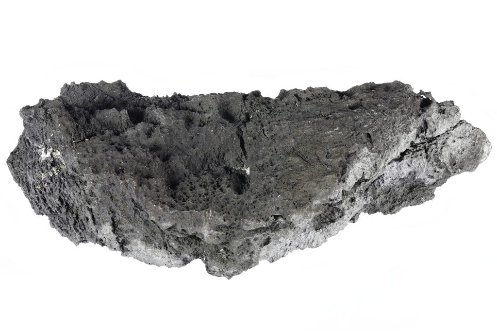 Walnuss - © Matauw/stock.adobe.com