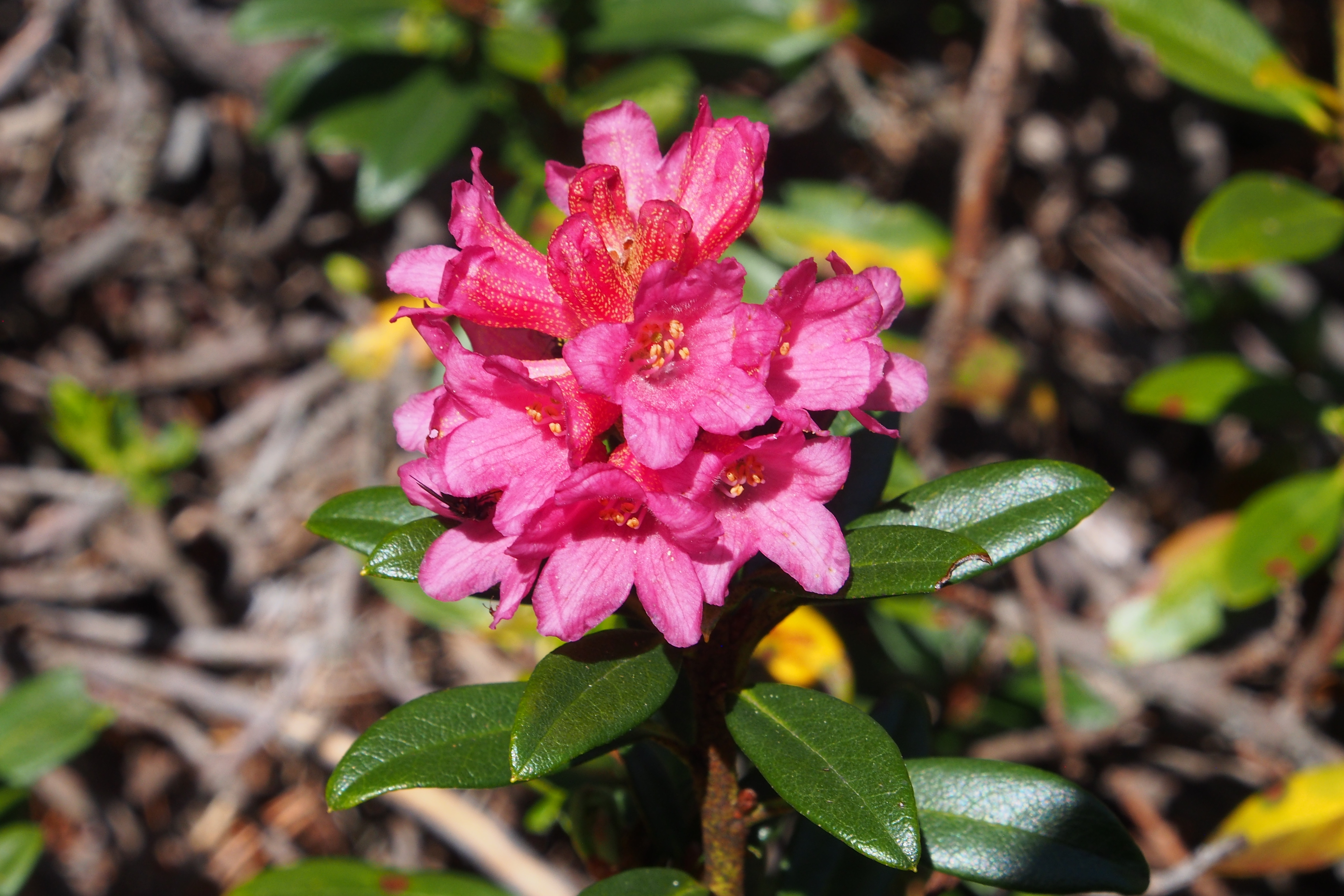Rhododendron