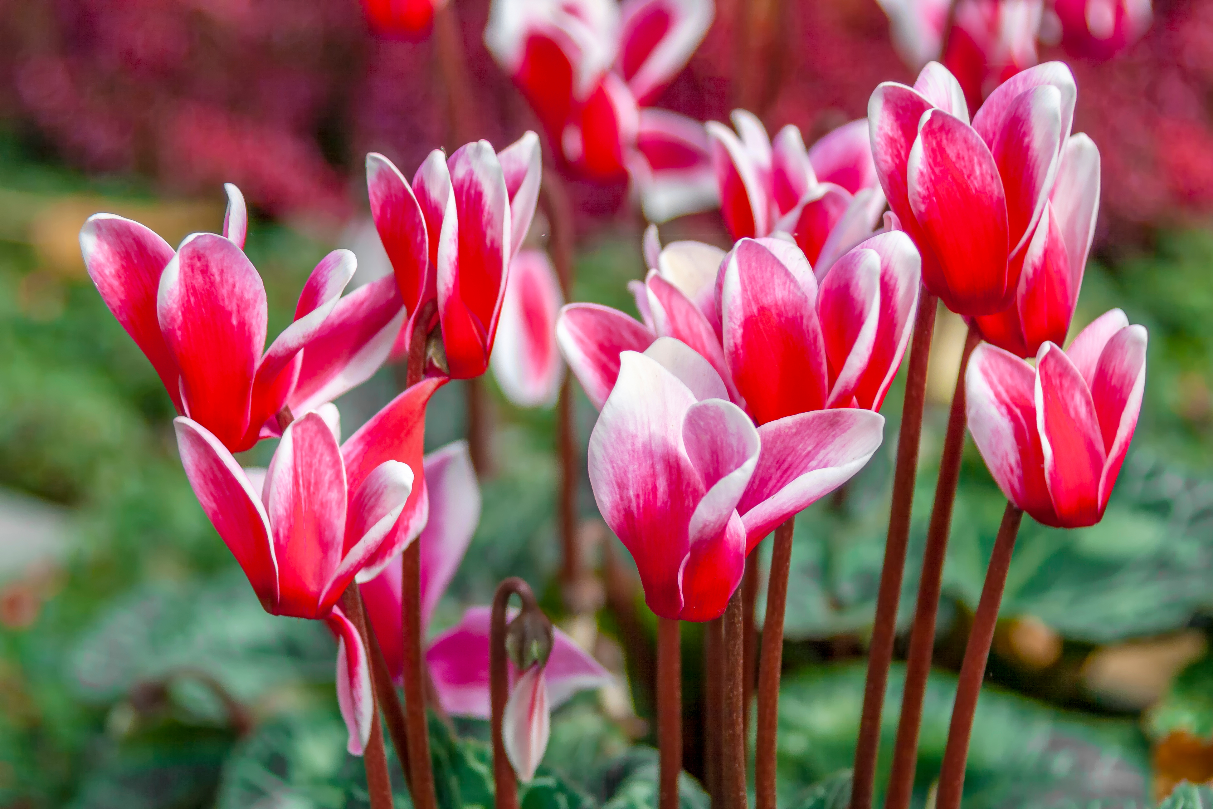 Cyclamen purpurascens
