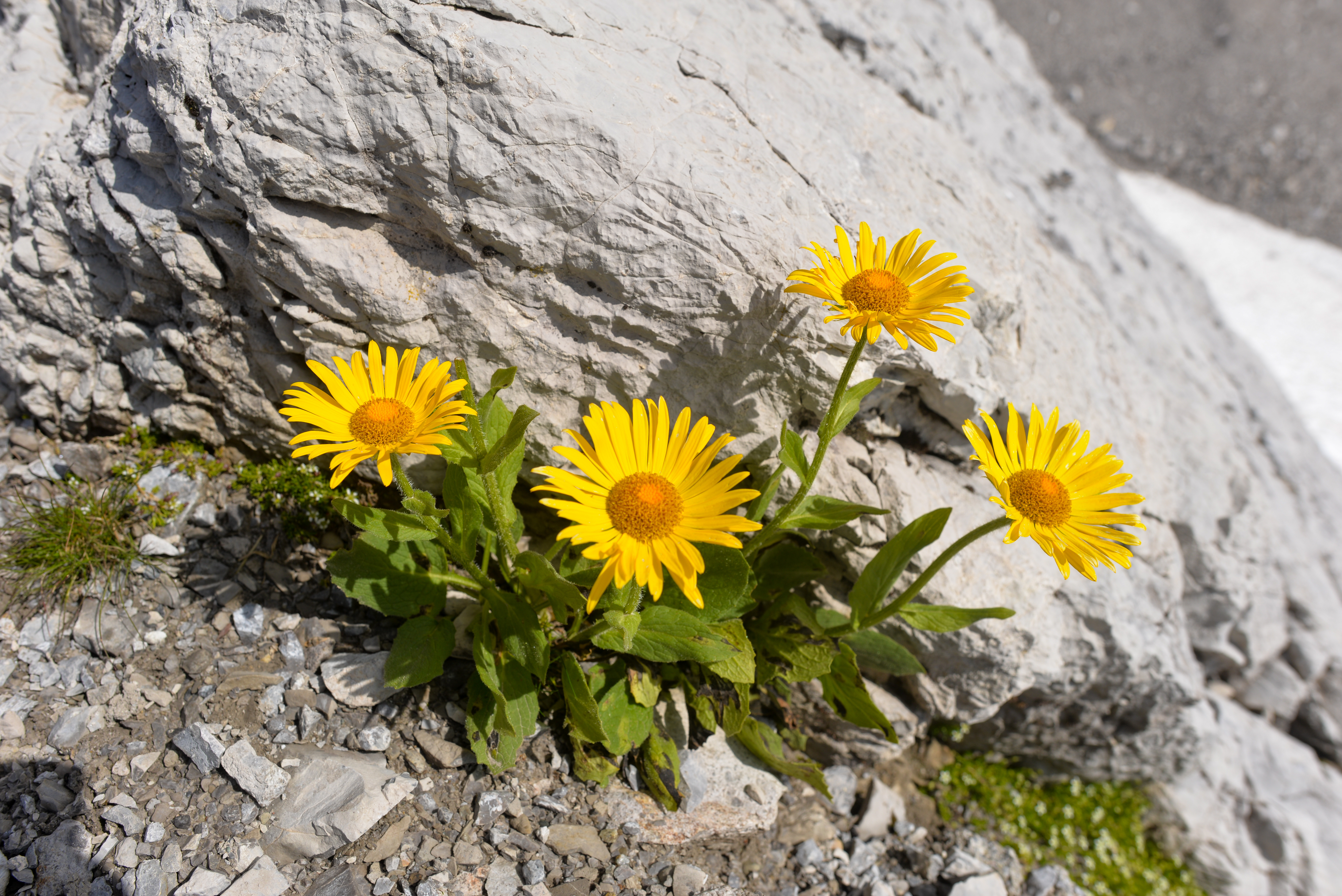 Arnica montana