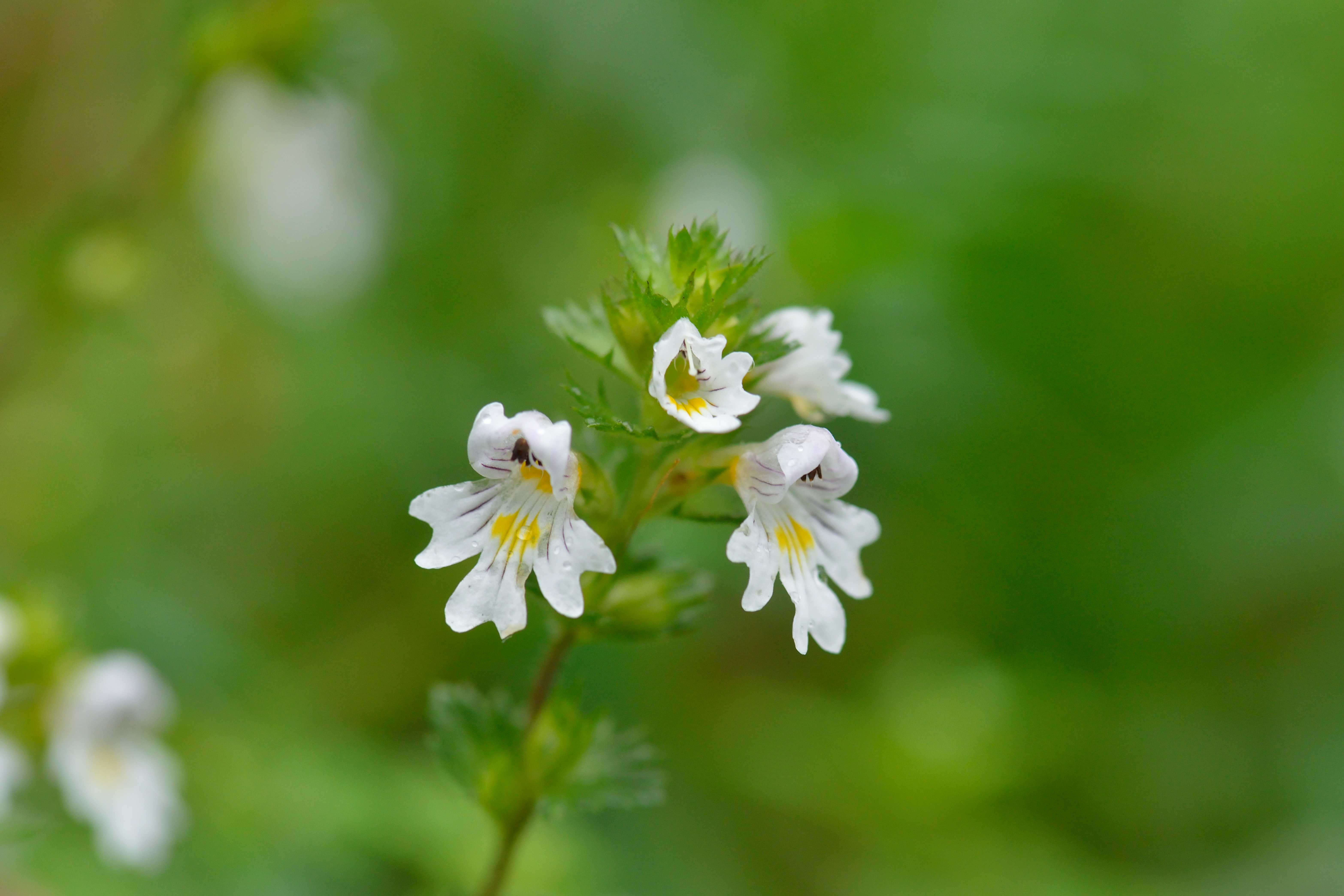 Euphrasia