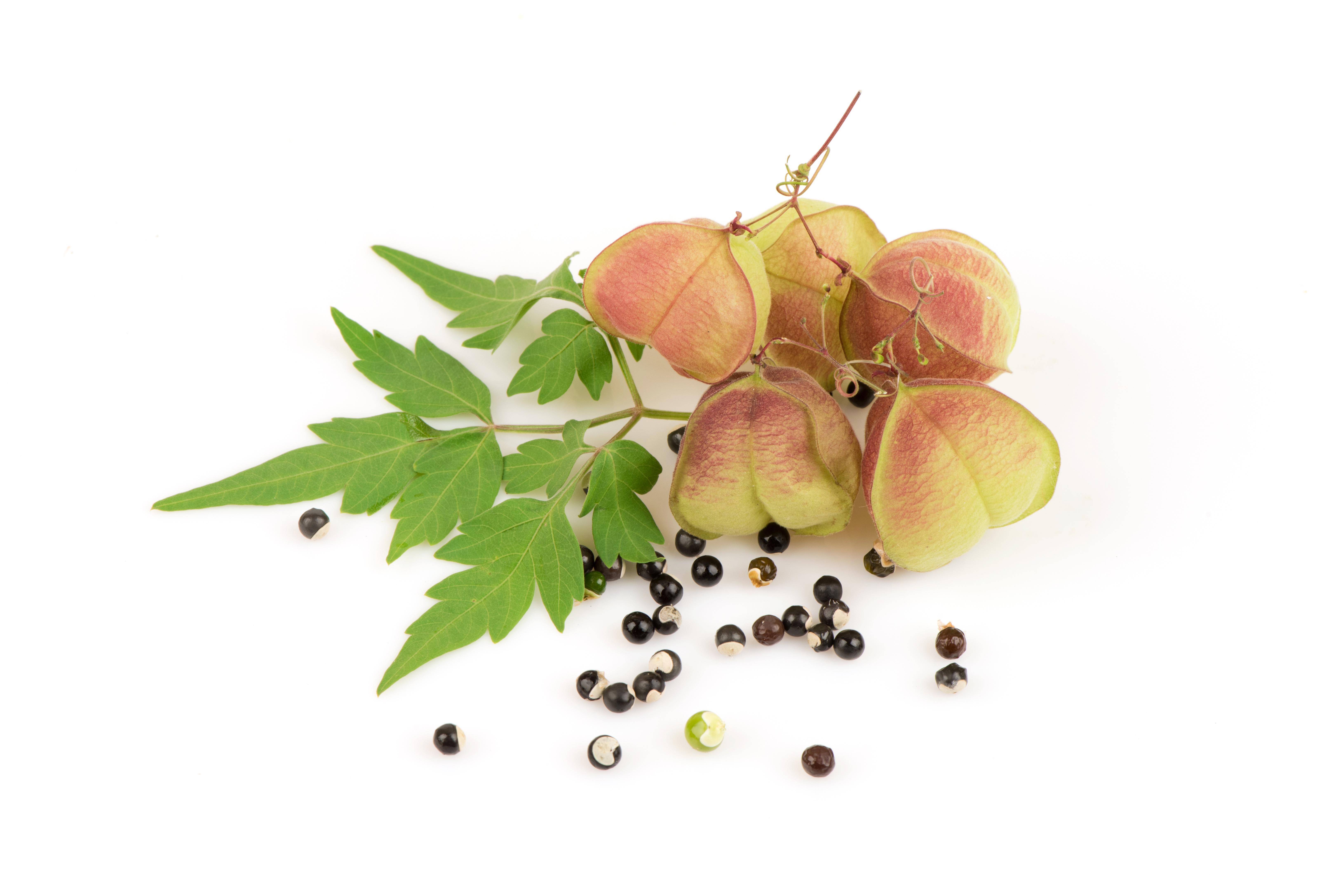 Cardiospermum halicacabum