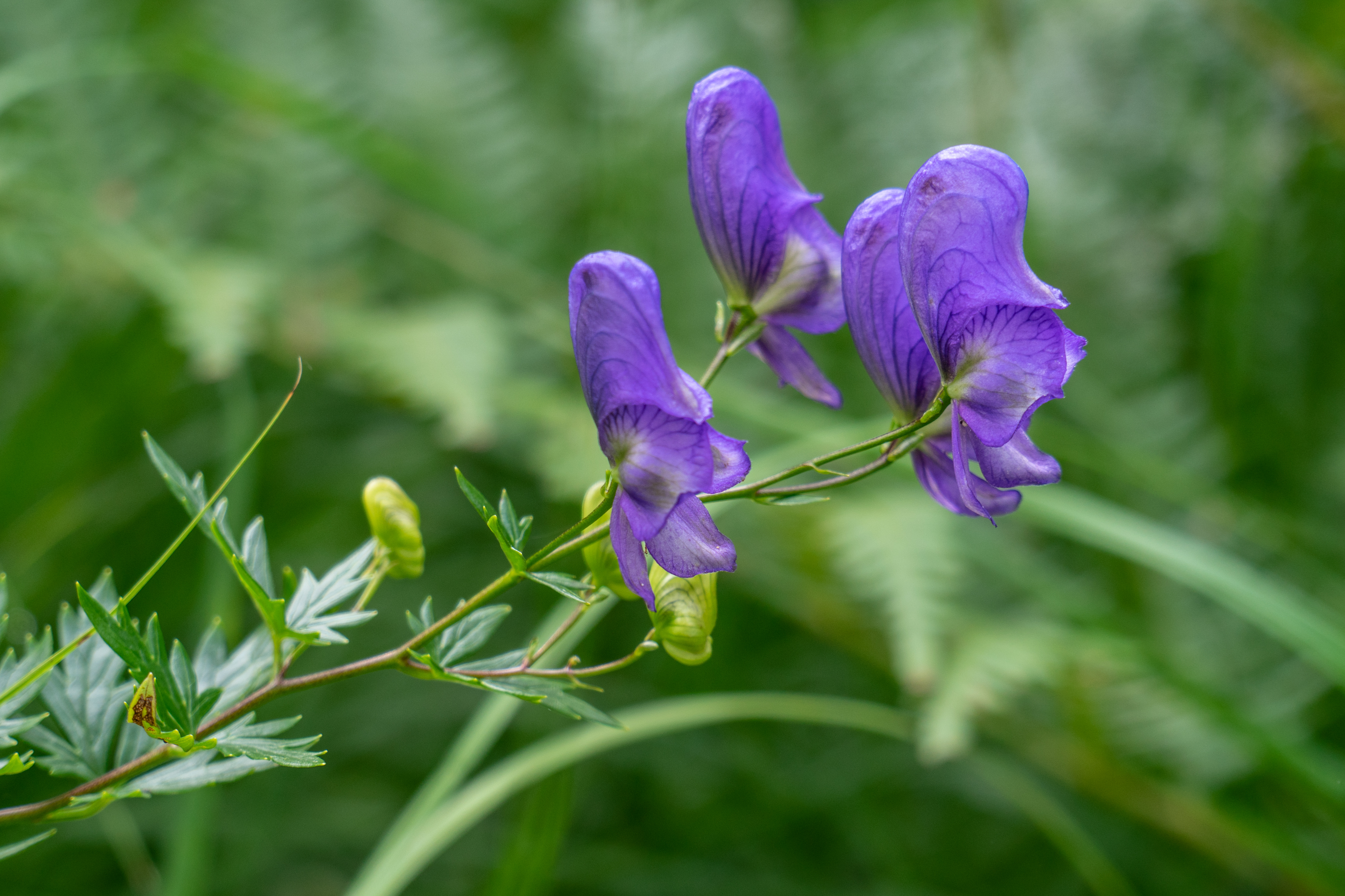 Aconitum napellus