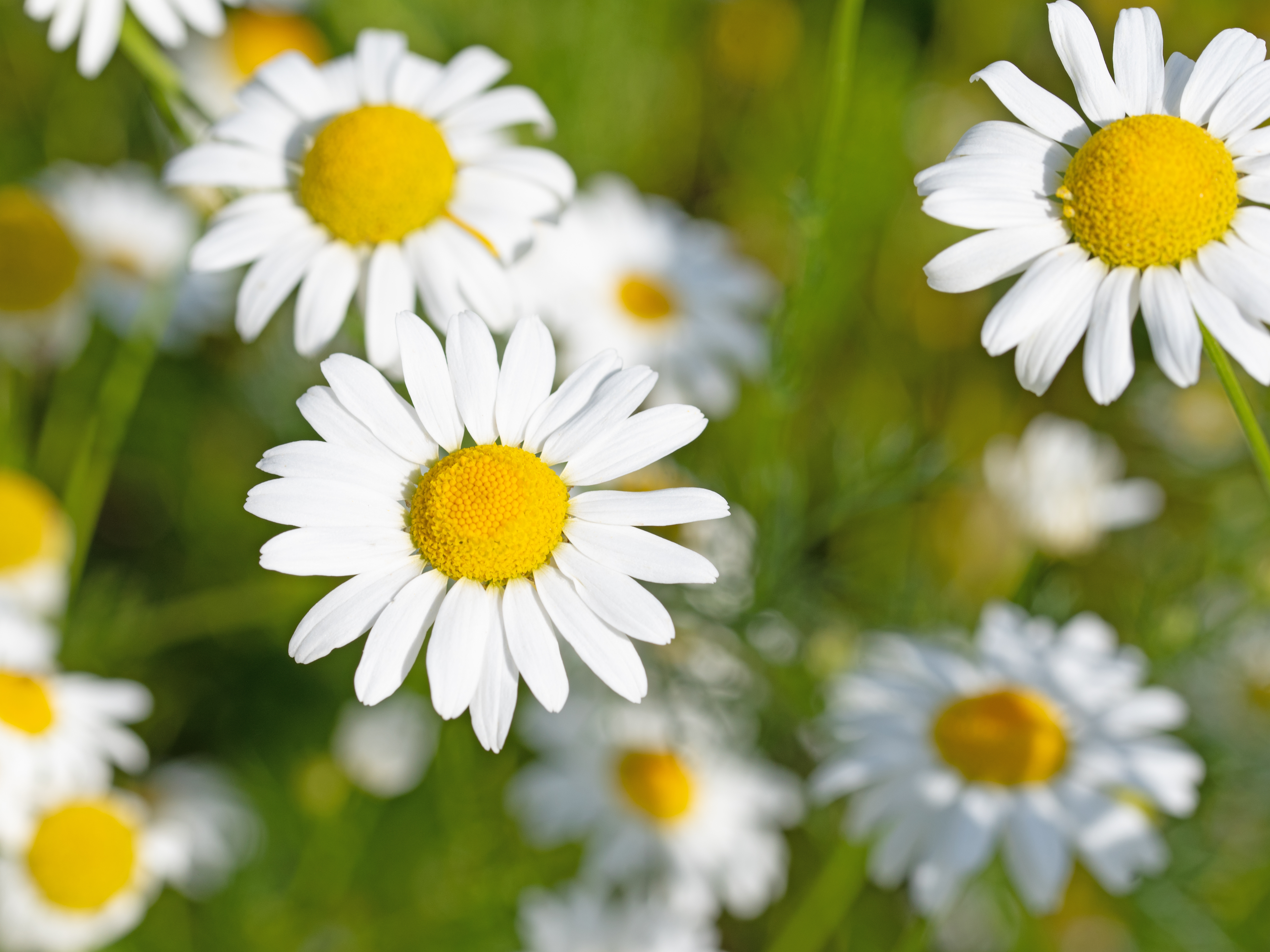 Matriacaria recutita (Chamomilla)