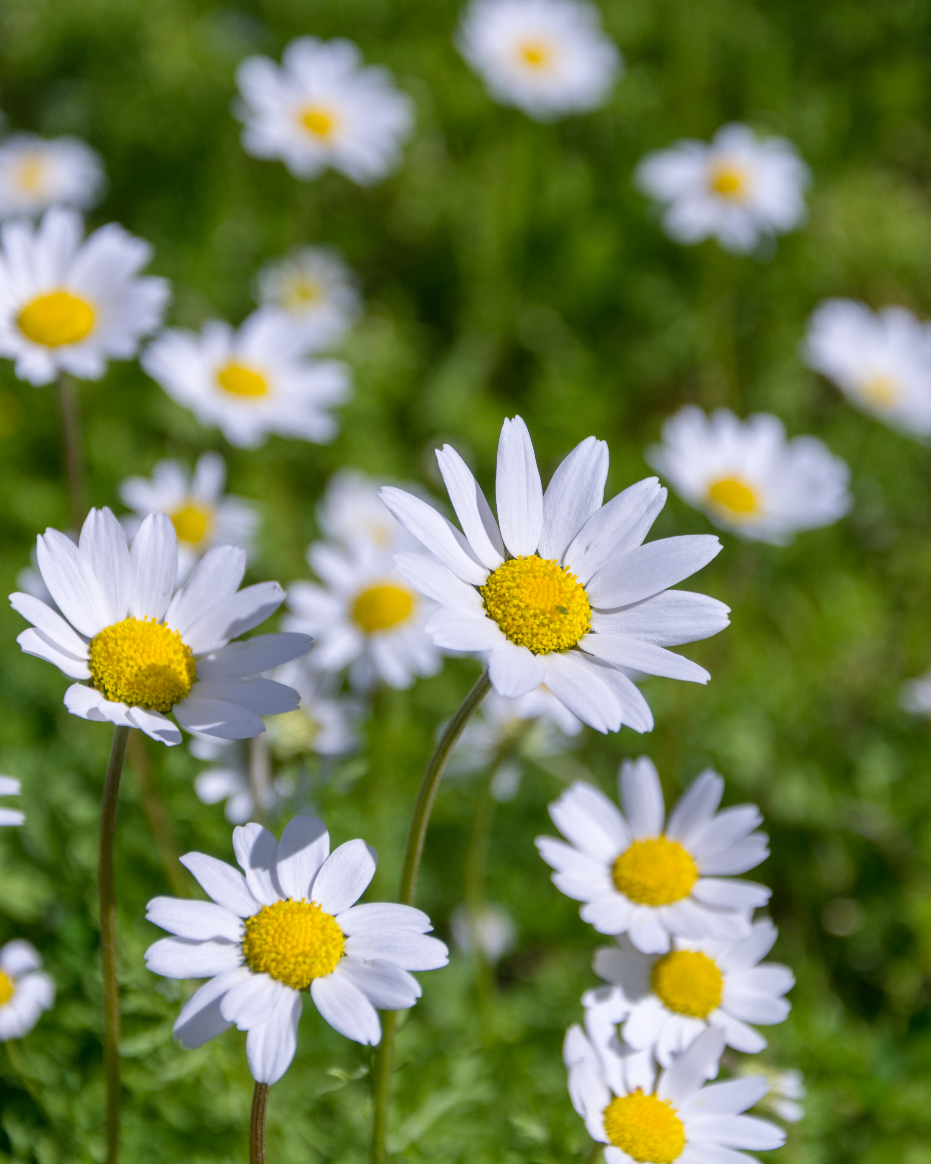 Bellis perennis