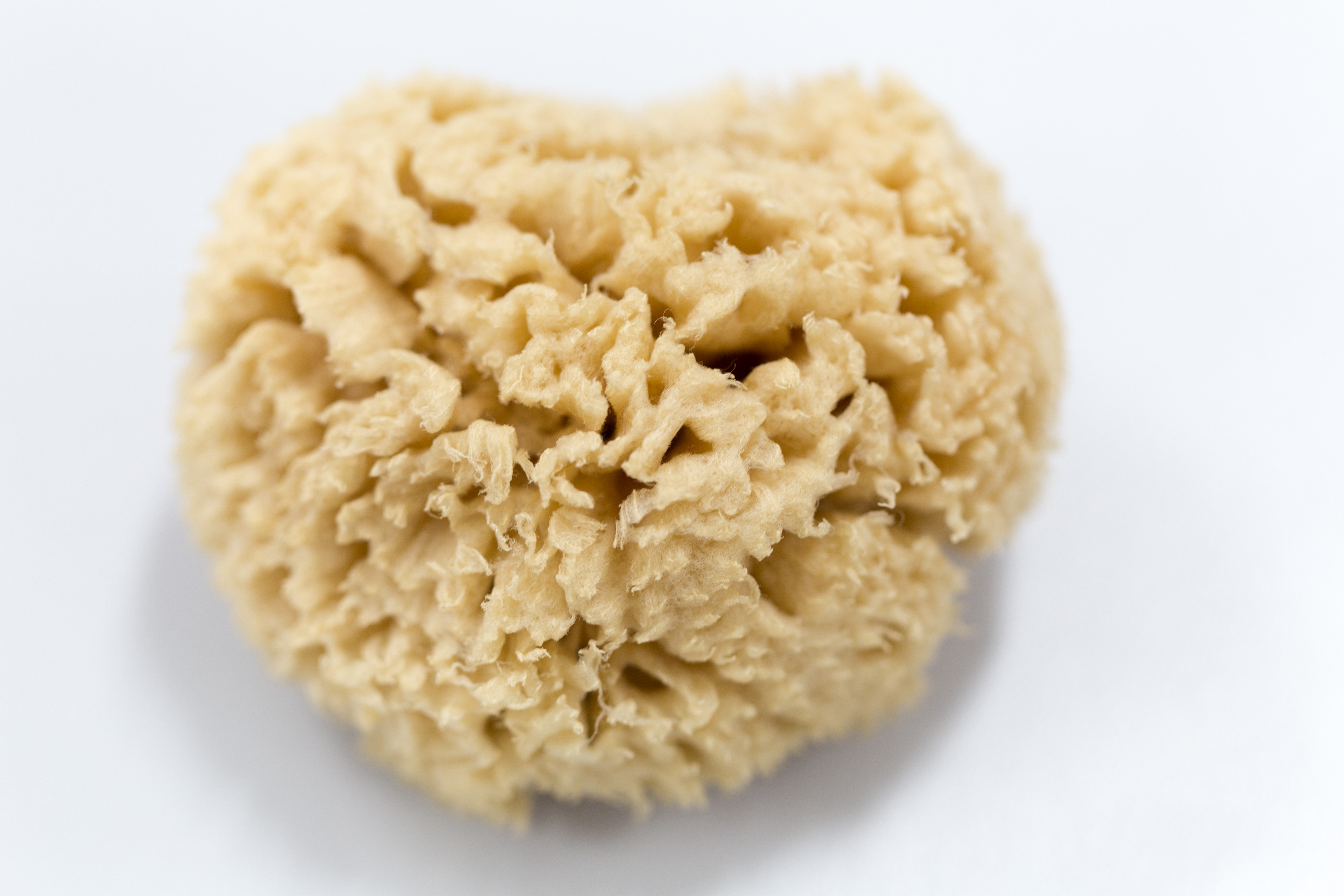 Euspongia officinalis (Spongia)