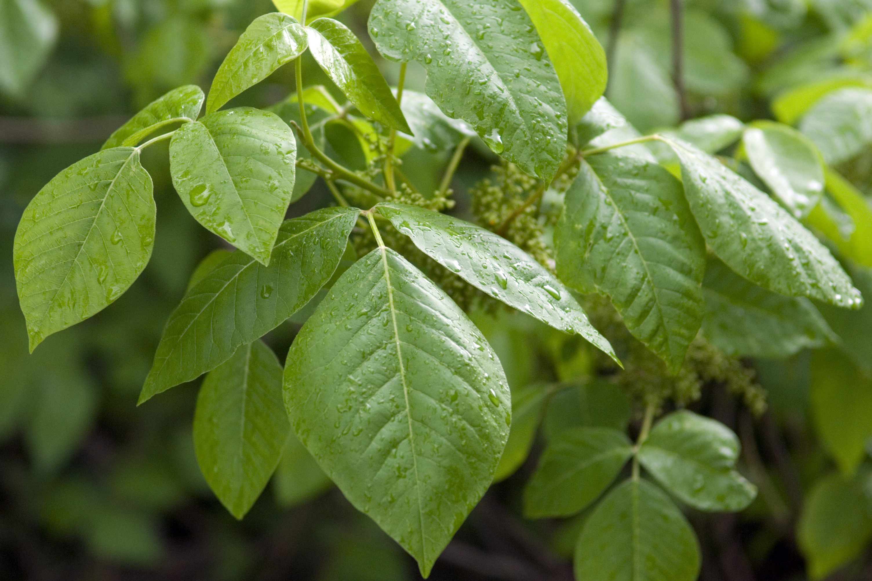 Rhus toxicodendron (Toxicodendron quercifolium)
