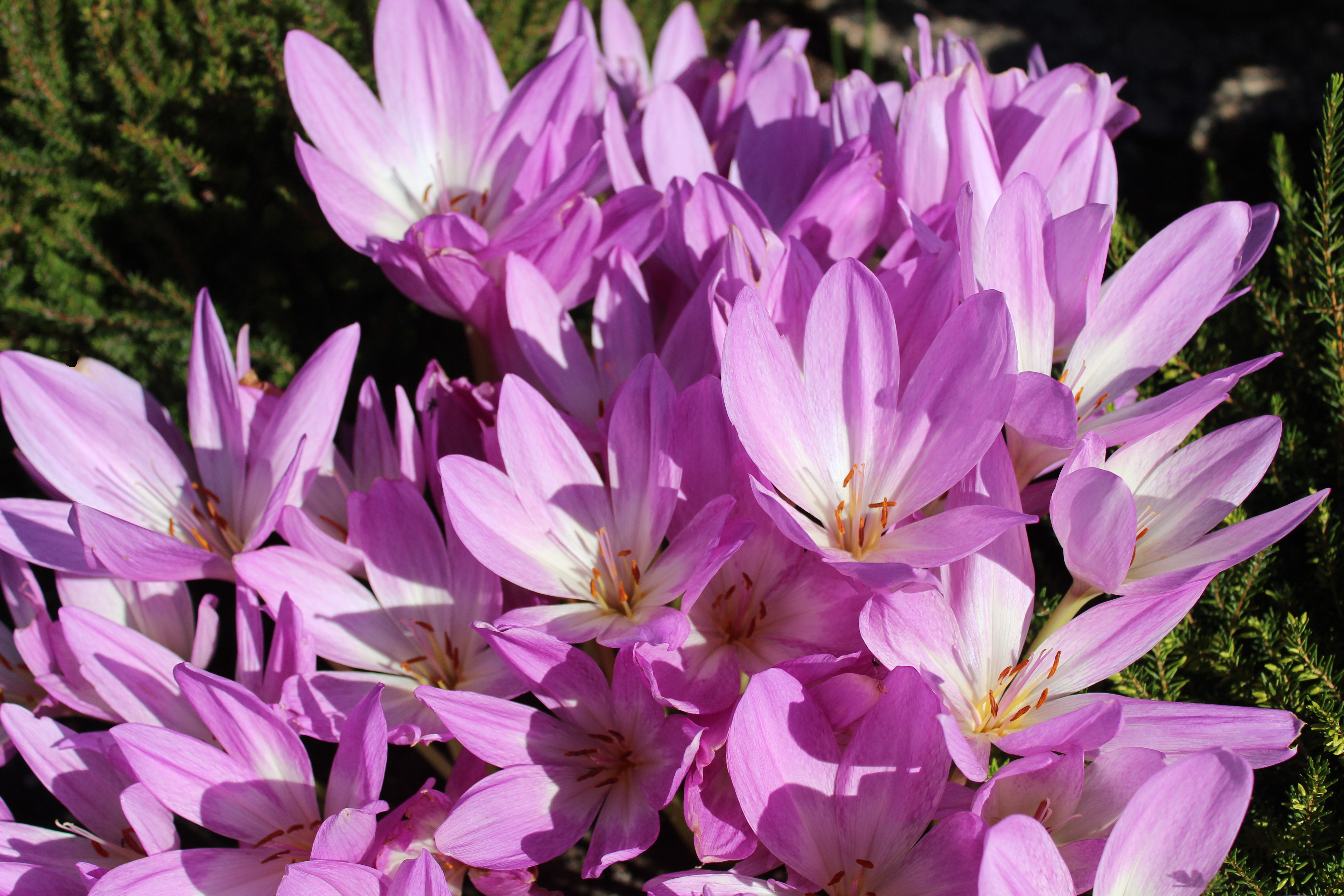 Colchicum autumnale
