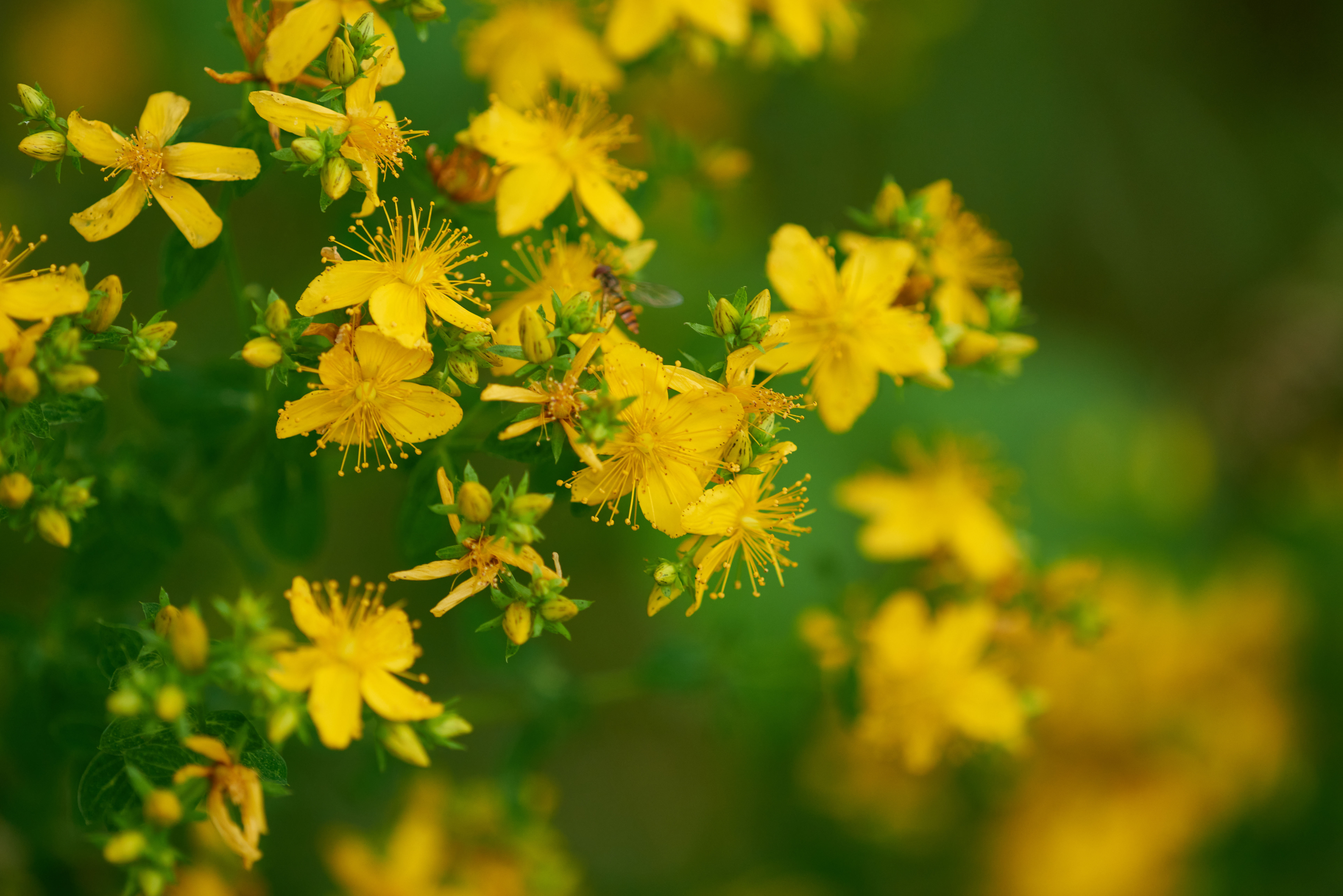 Hypericum perforatum