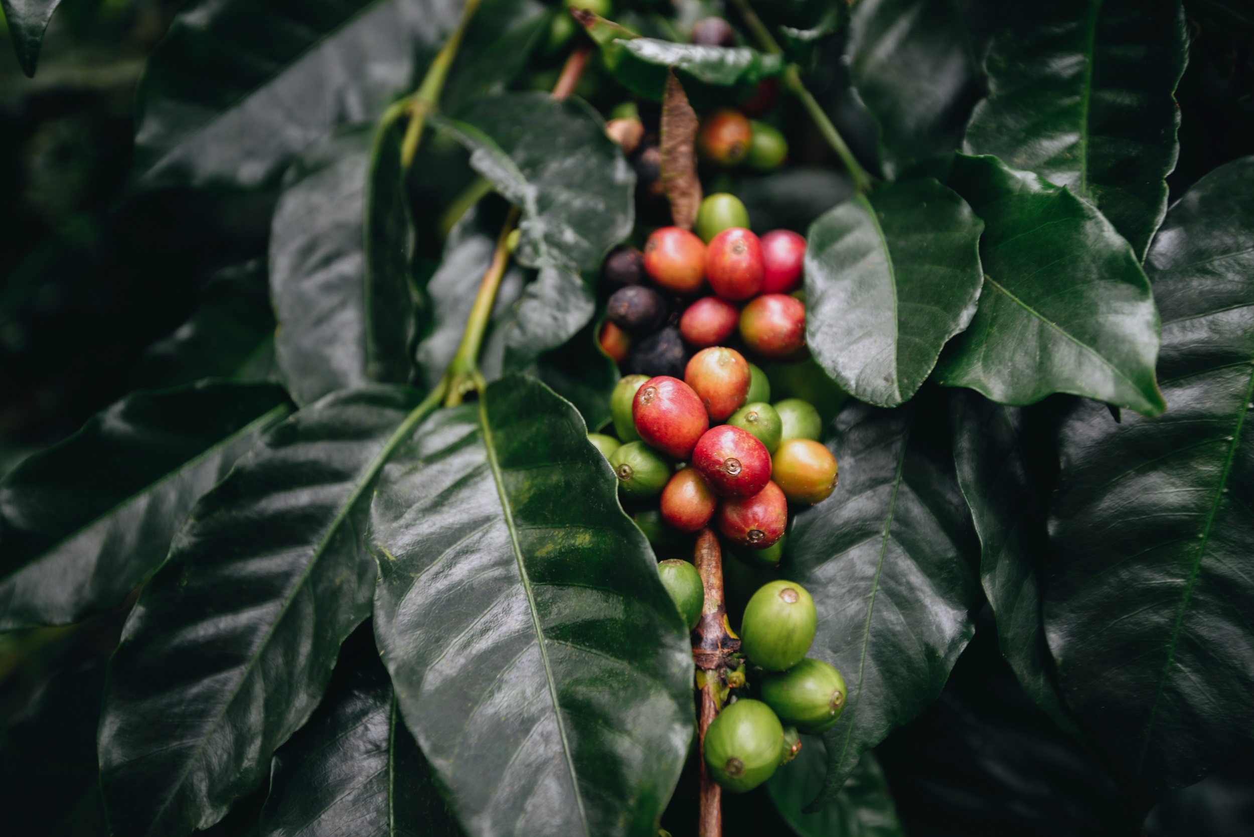 Coffea arabica