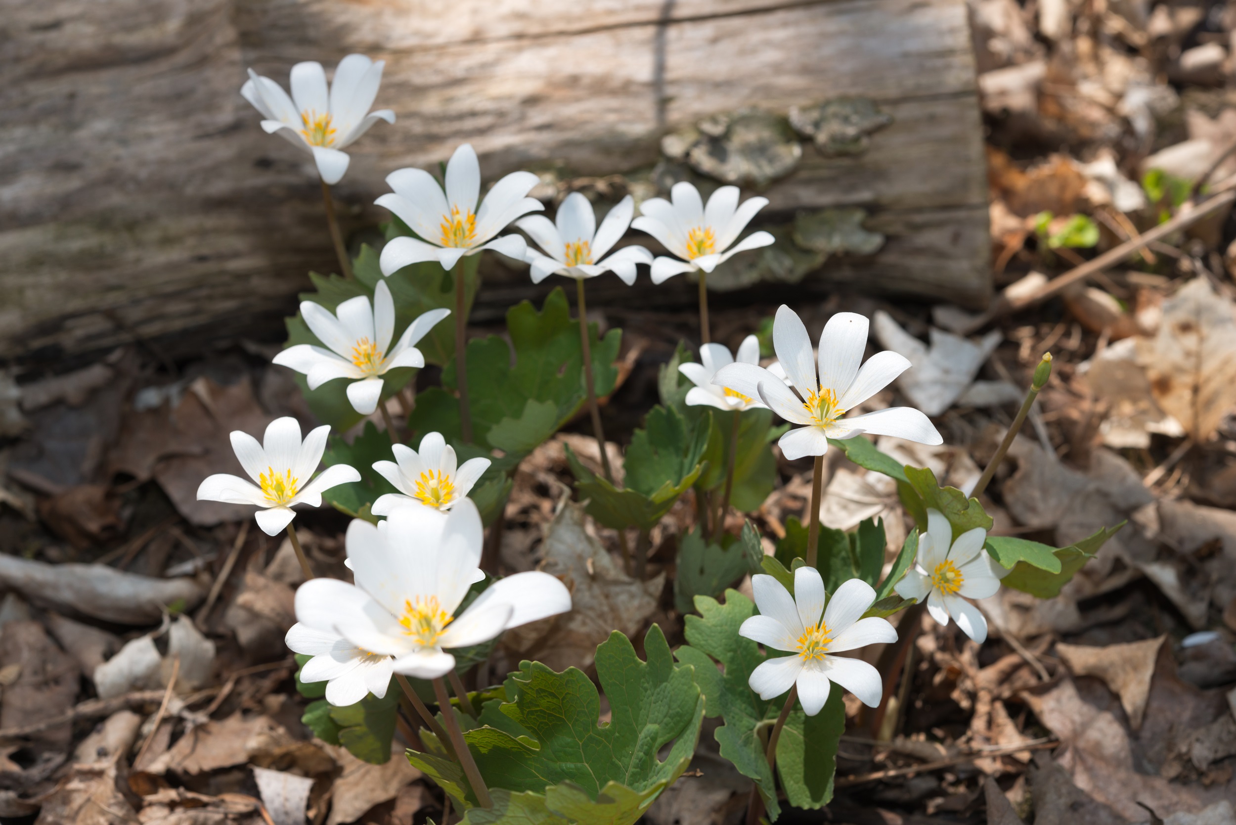 Sanguinaria canadensis