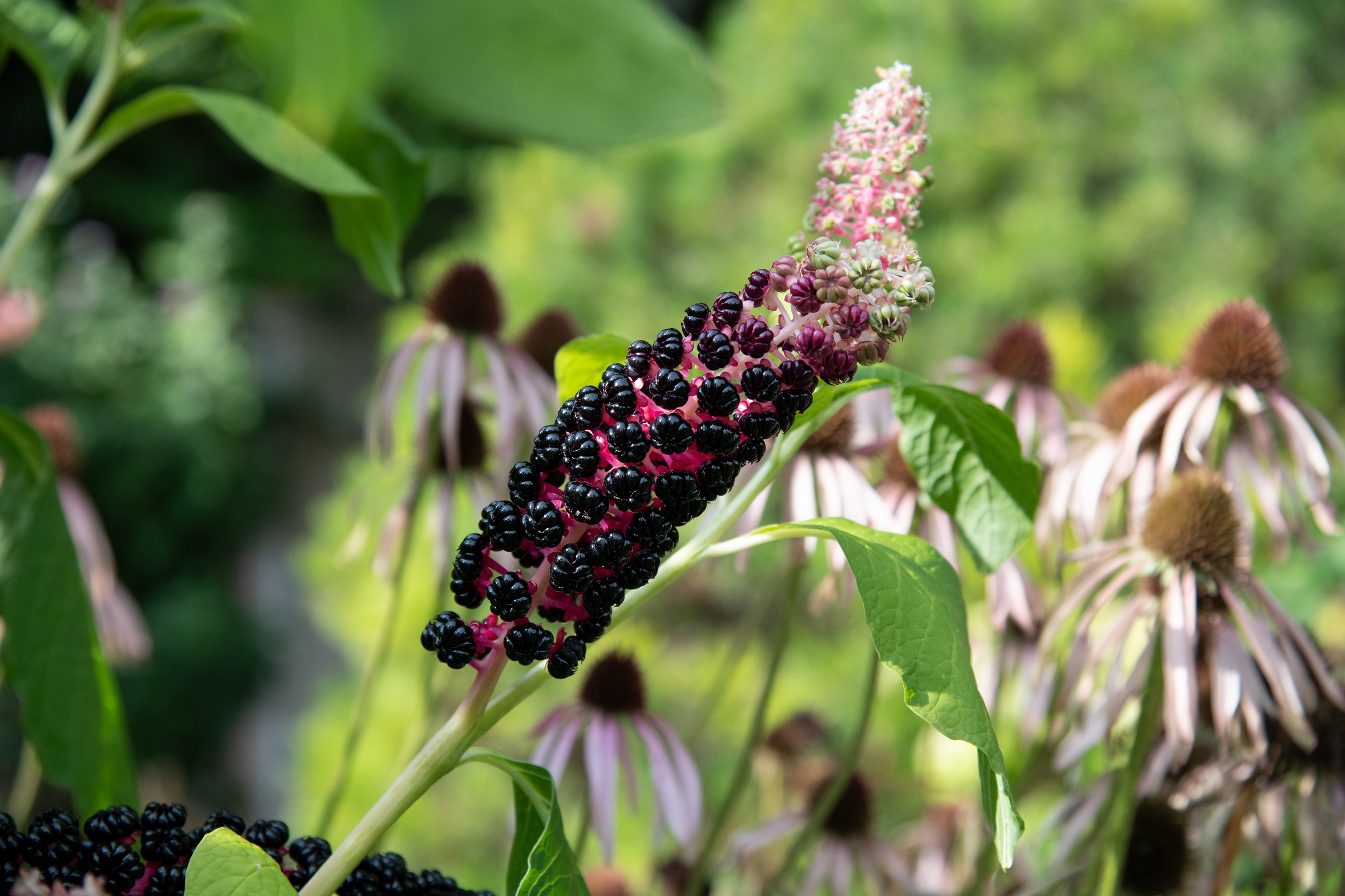 Phytolacca americana