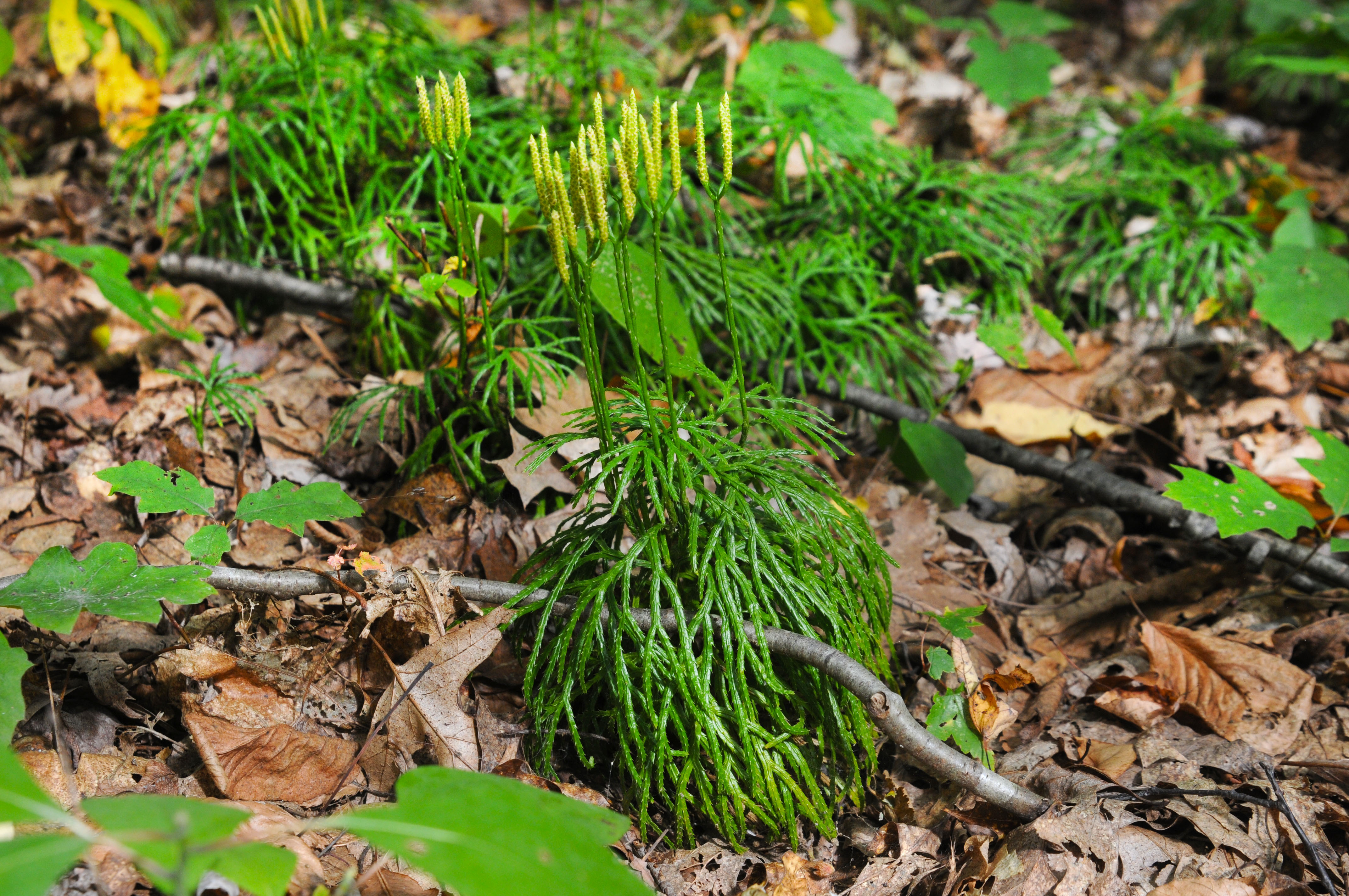 Lycopodium clavatum