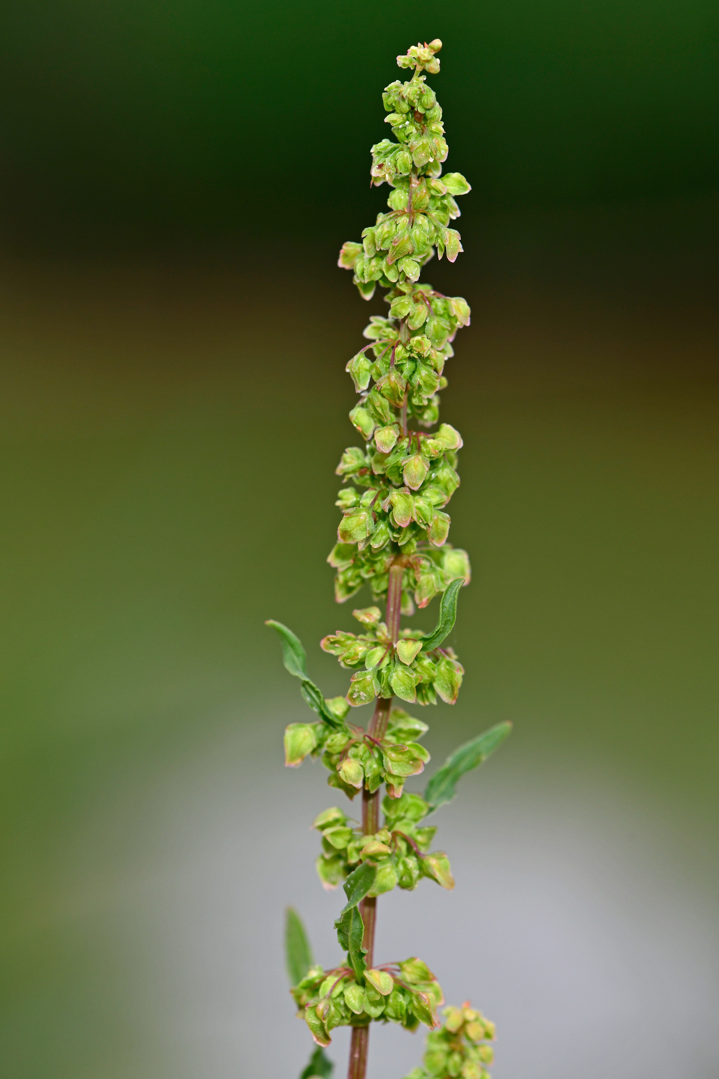 Rumex crispus