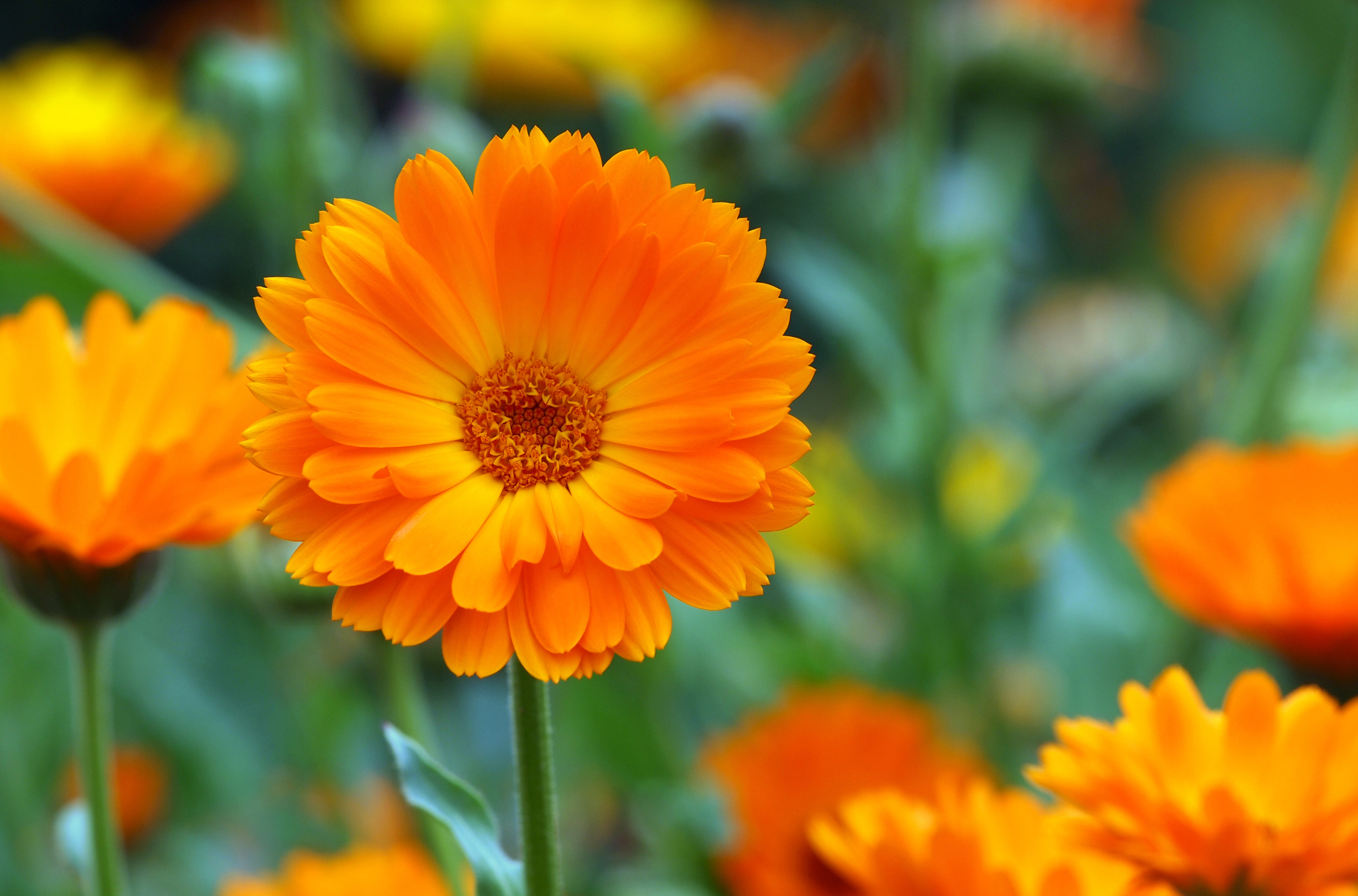 Calendula officinalis