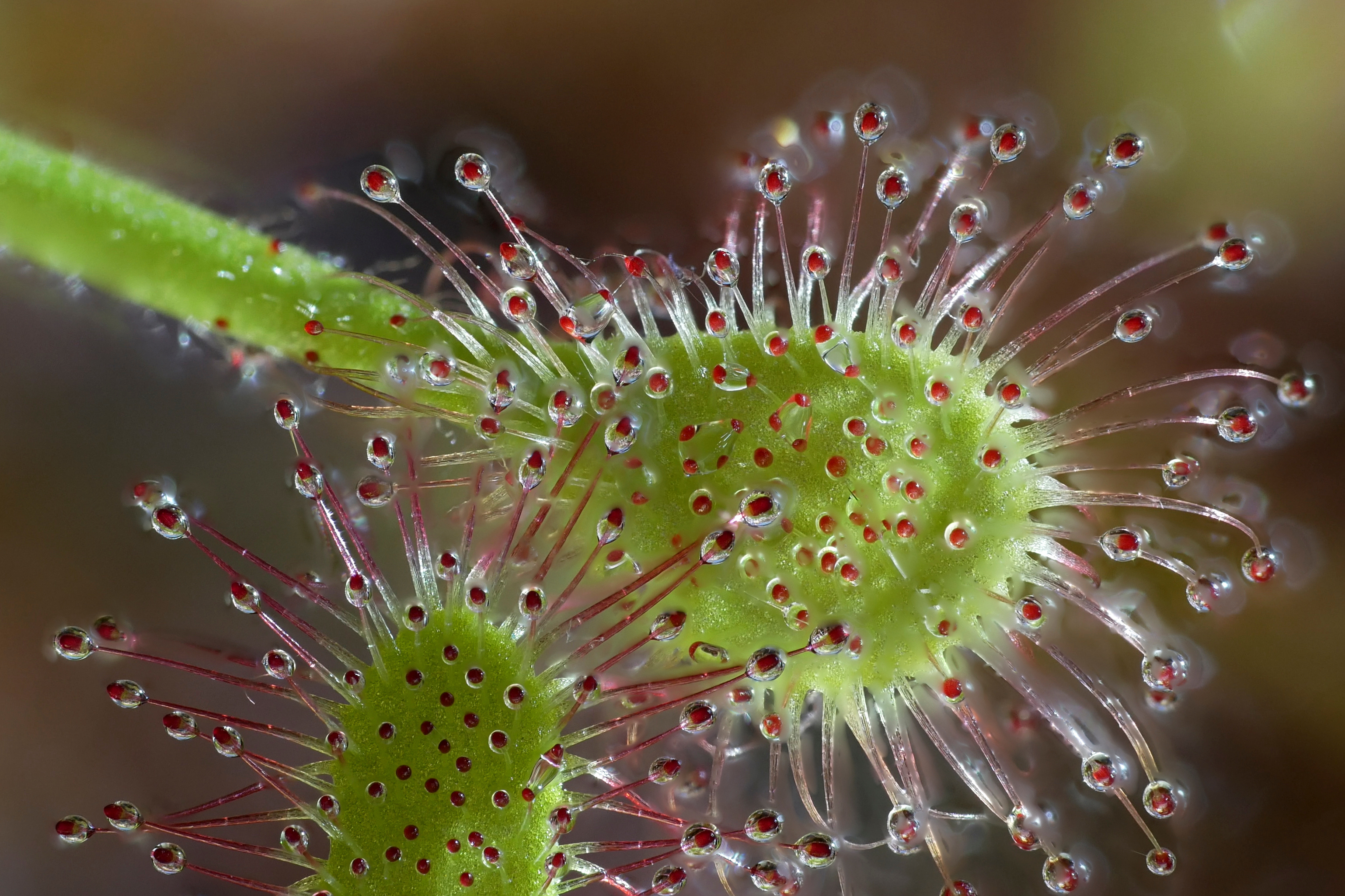 Drosera