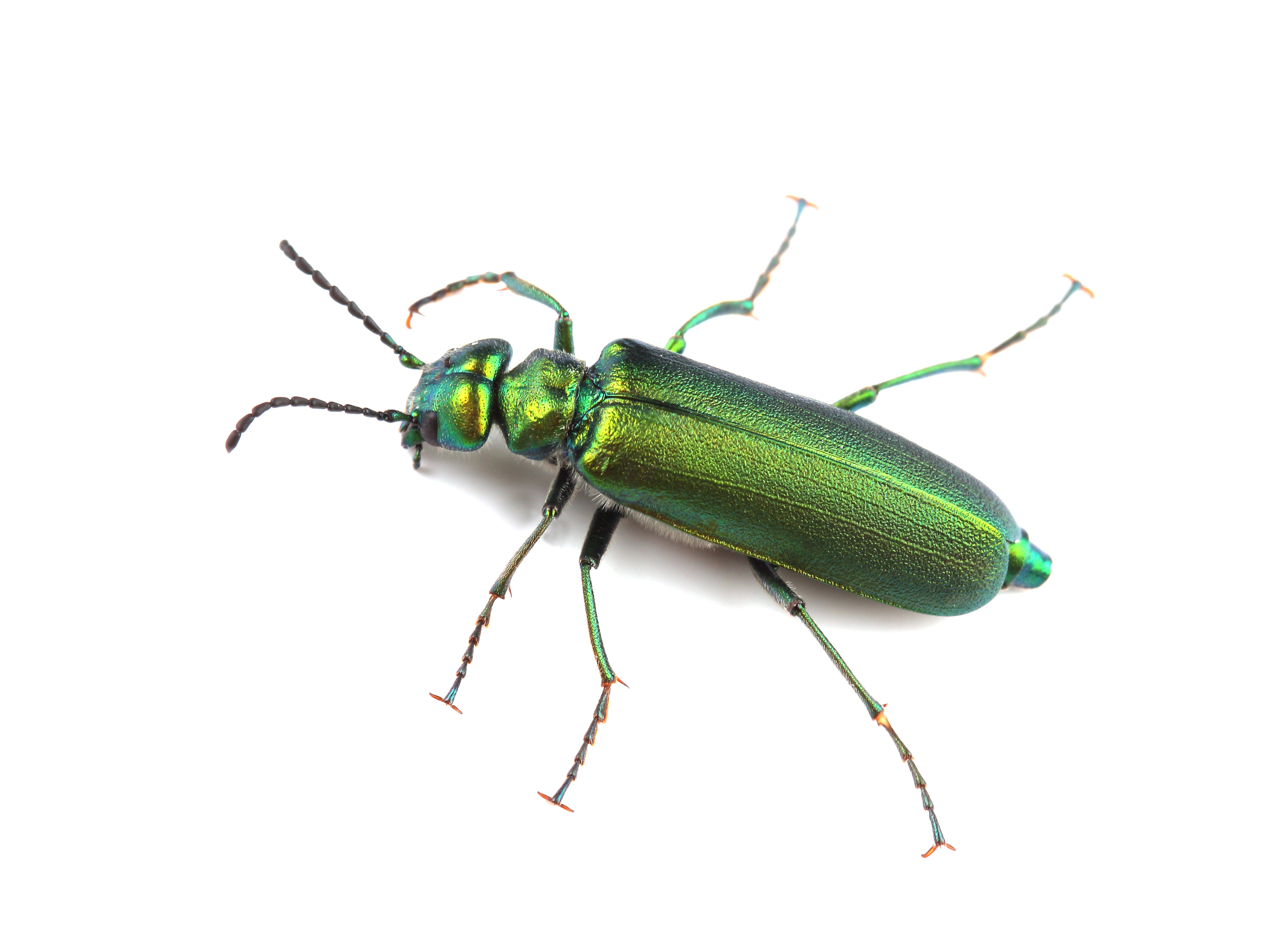 Lytta vesicatoria (Cantharis)