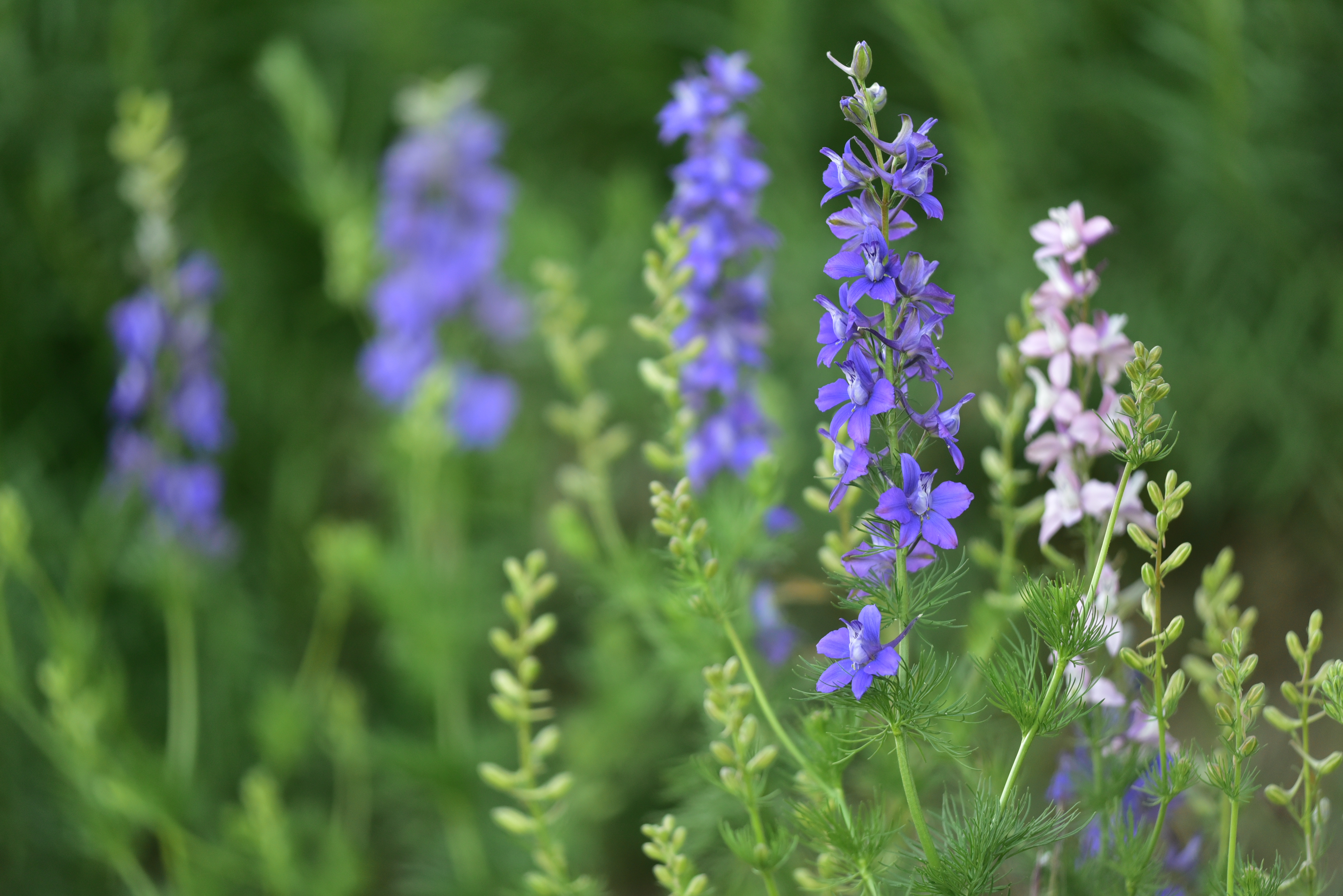 Delphinum staphisagria (Staphisagria)