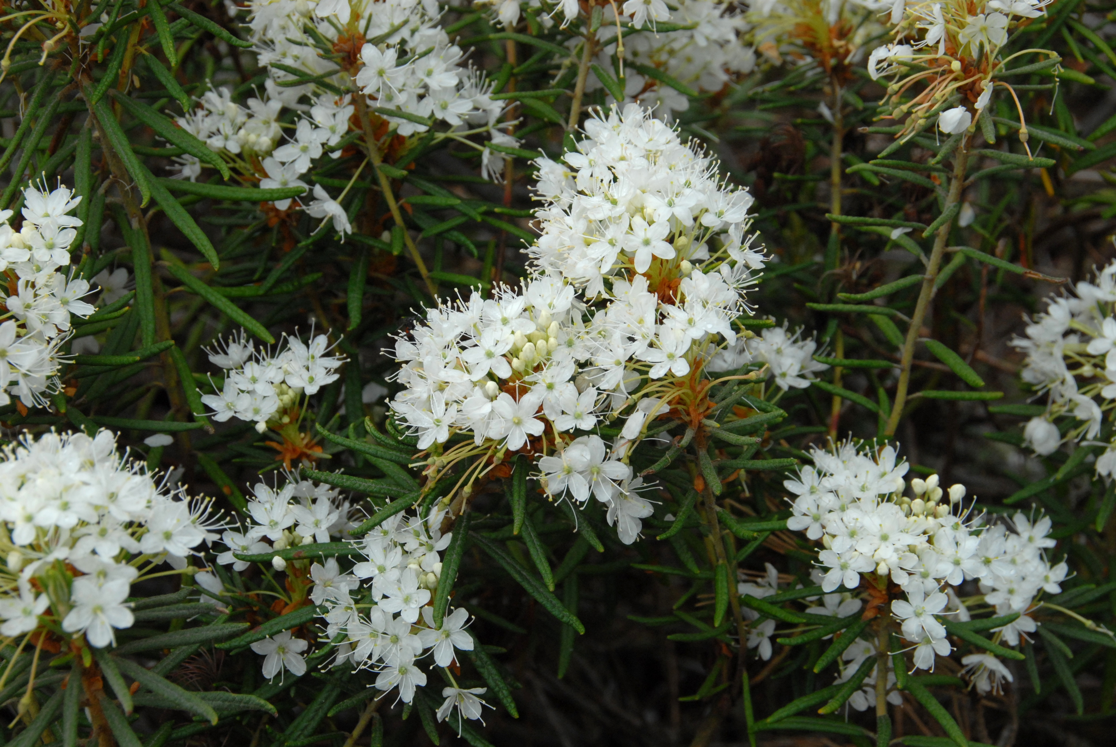 Ledum palustre