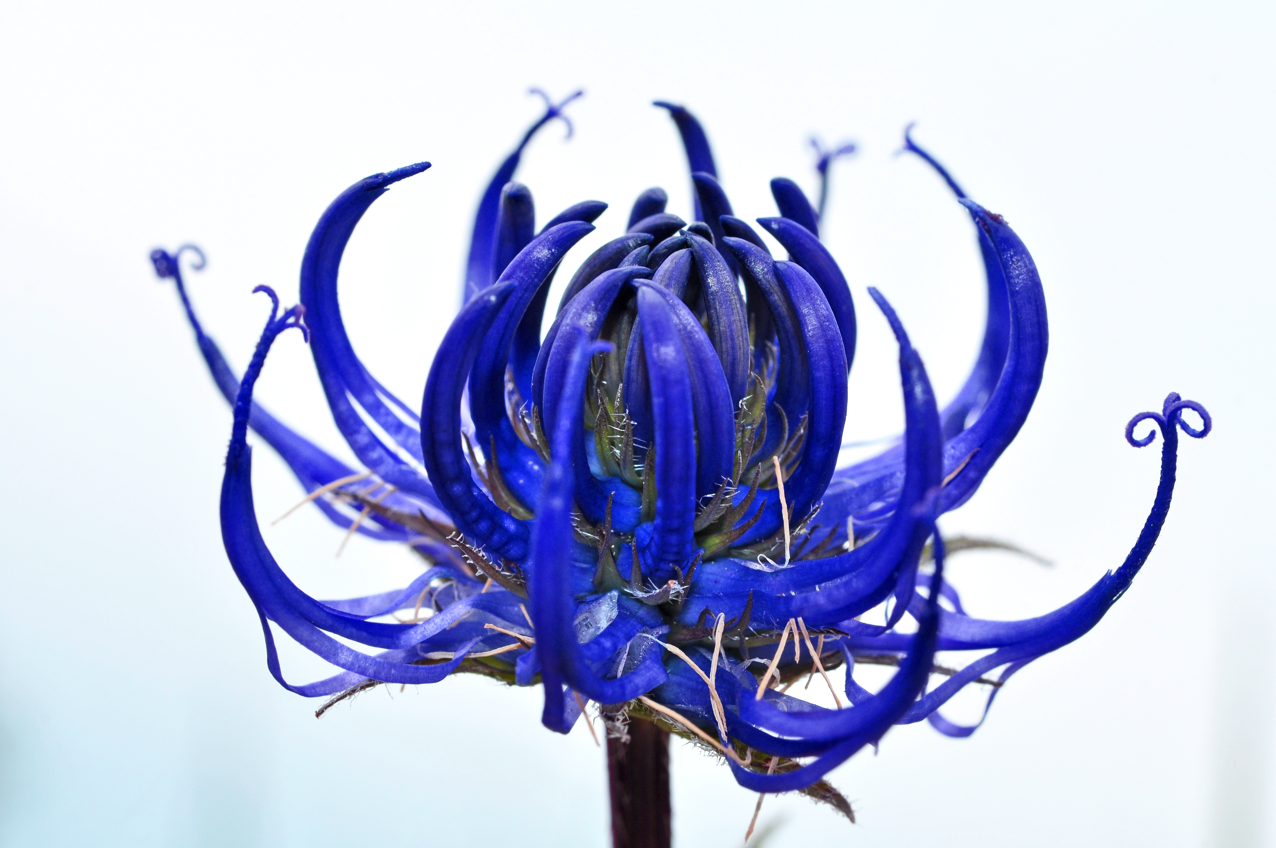 Harpagophytum procumbens