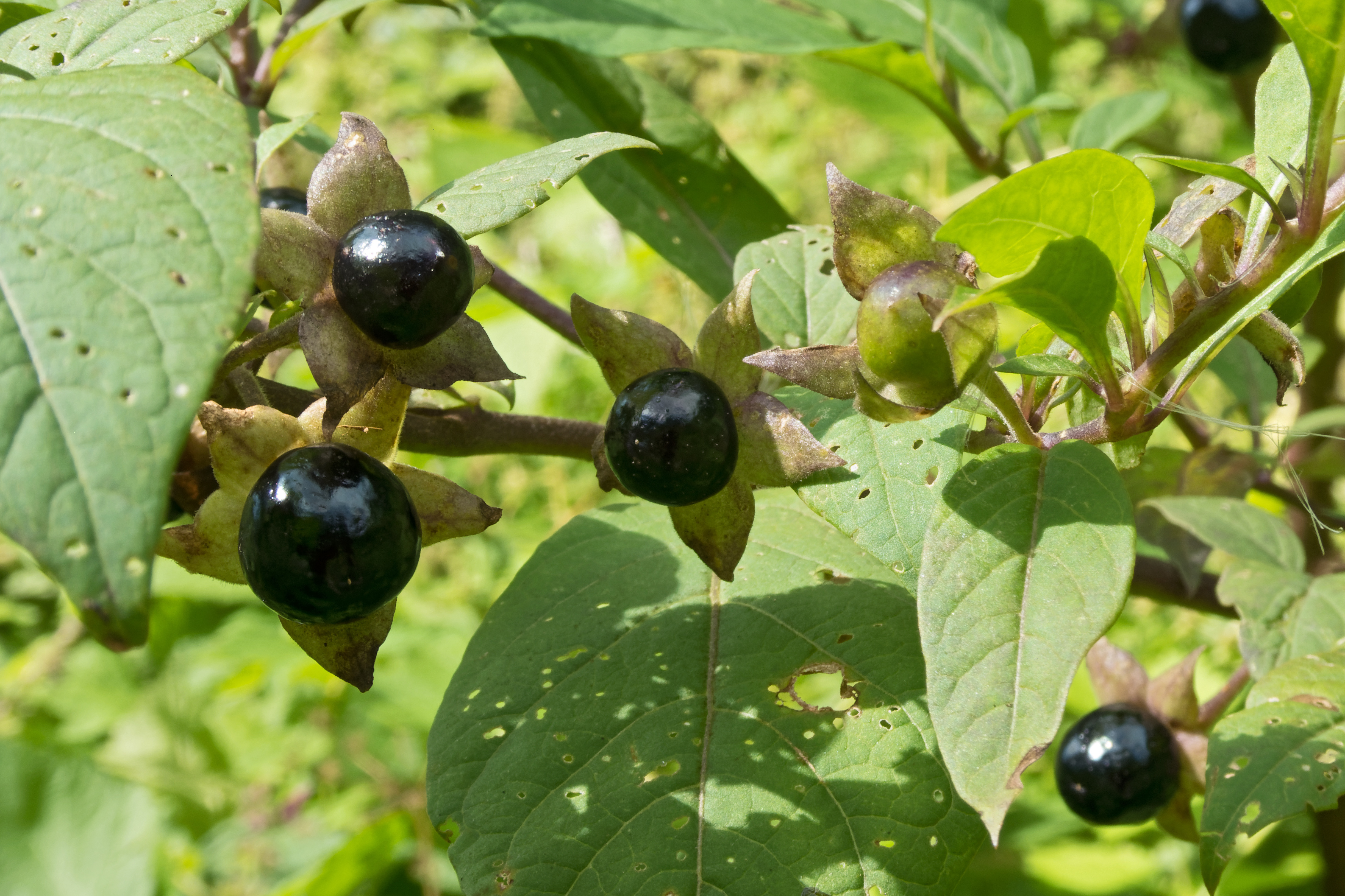Atropa belladonna (Belladonna)