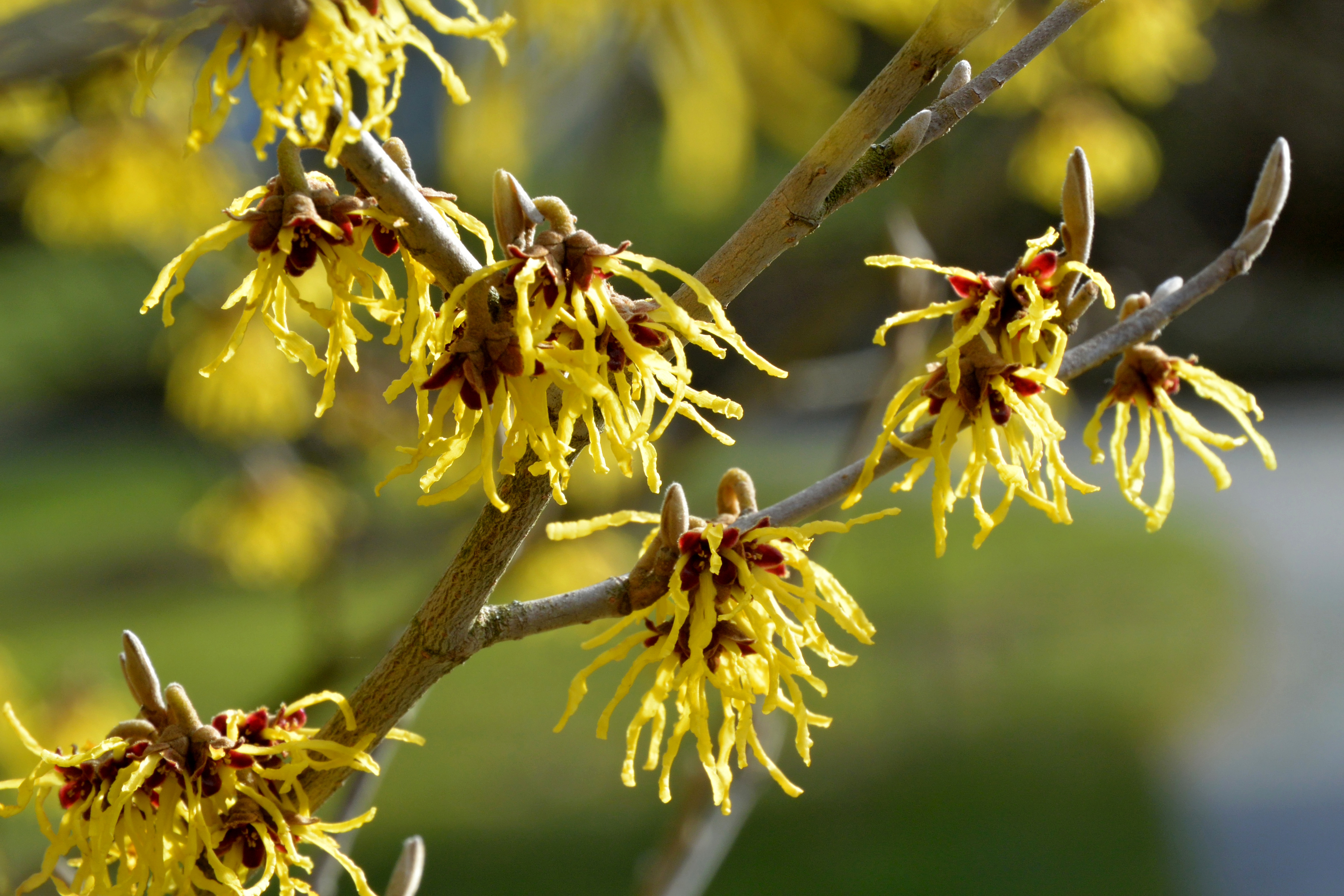 Hamamelis virginiana