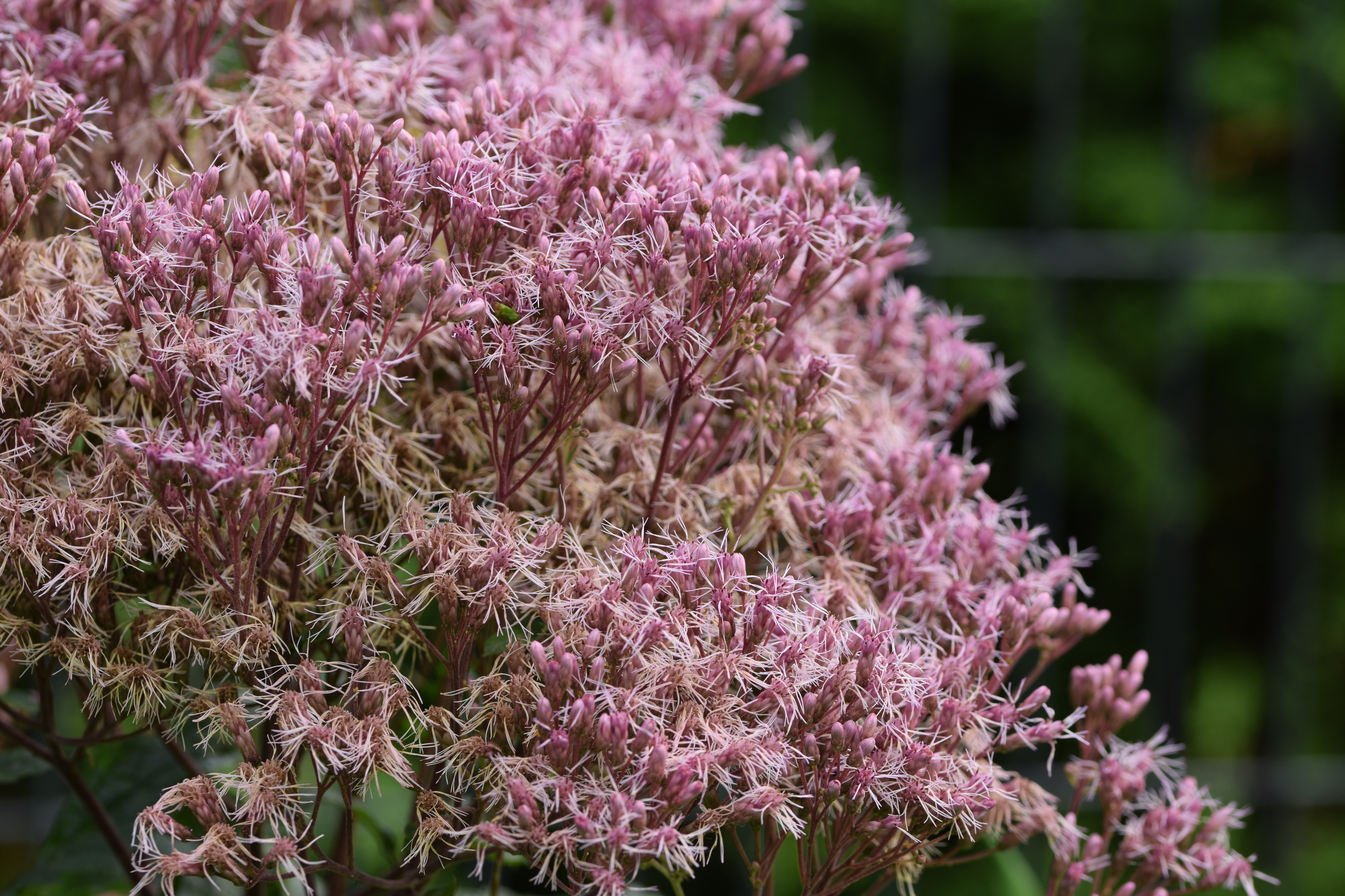 Eupatorium perfoliatum