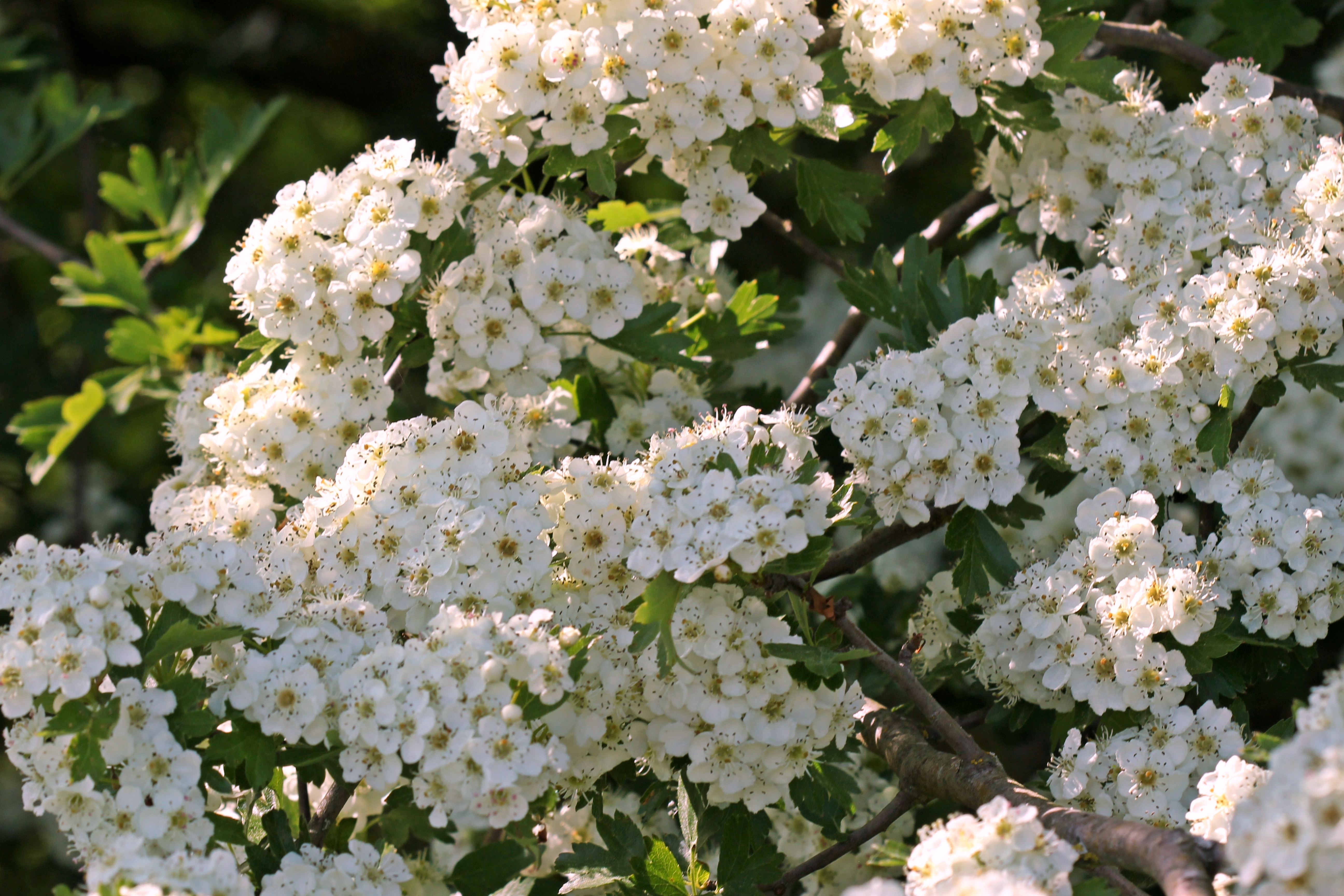 Crataegus oxyacantha