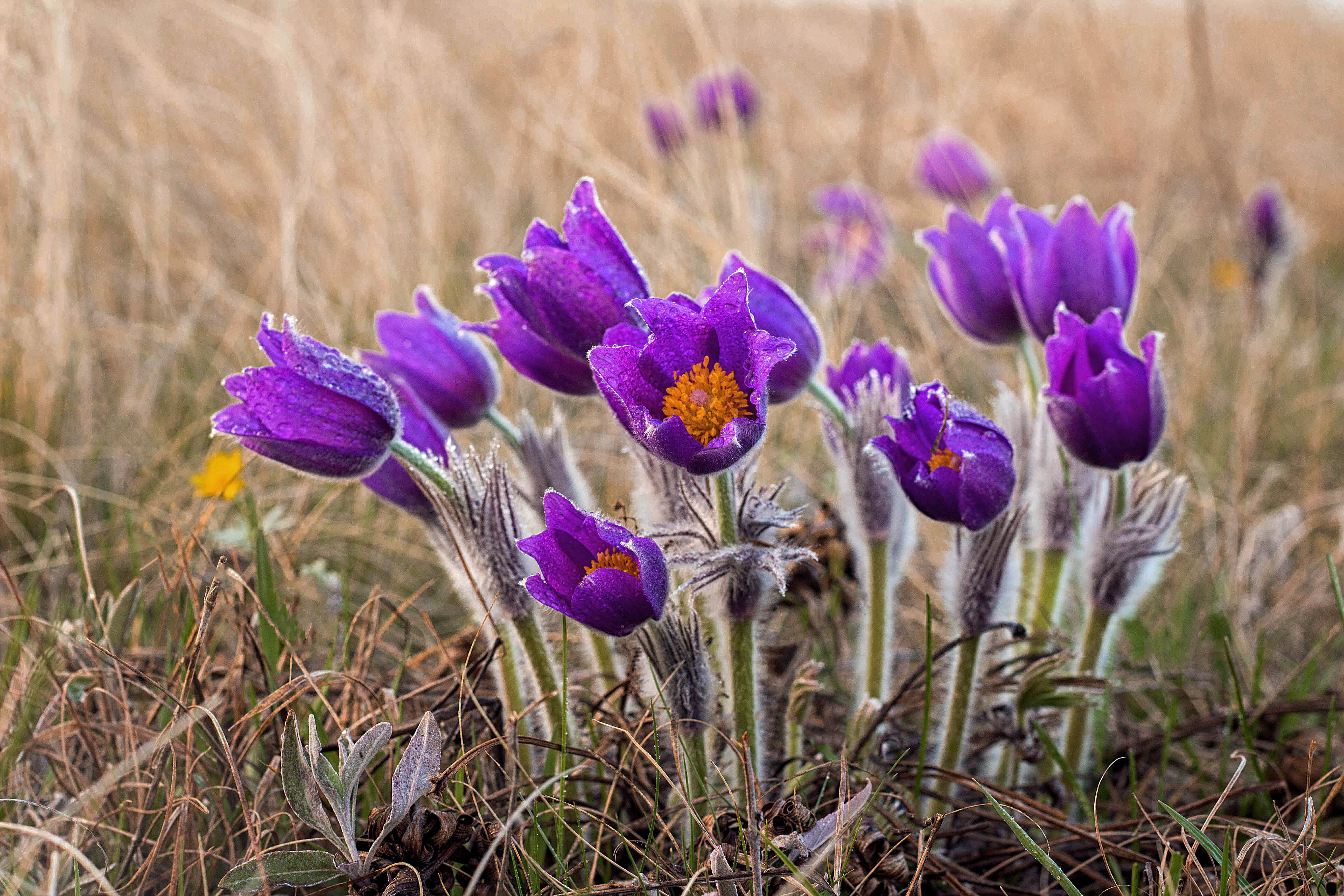 Frühlingfest der ÖGHM