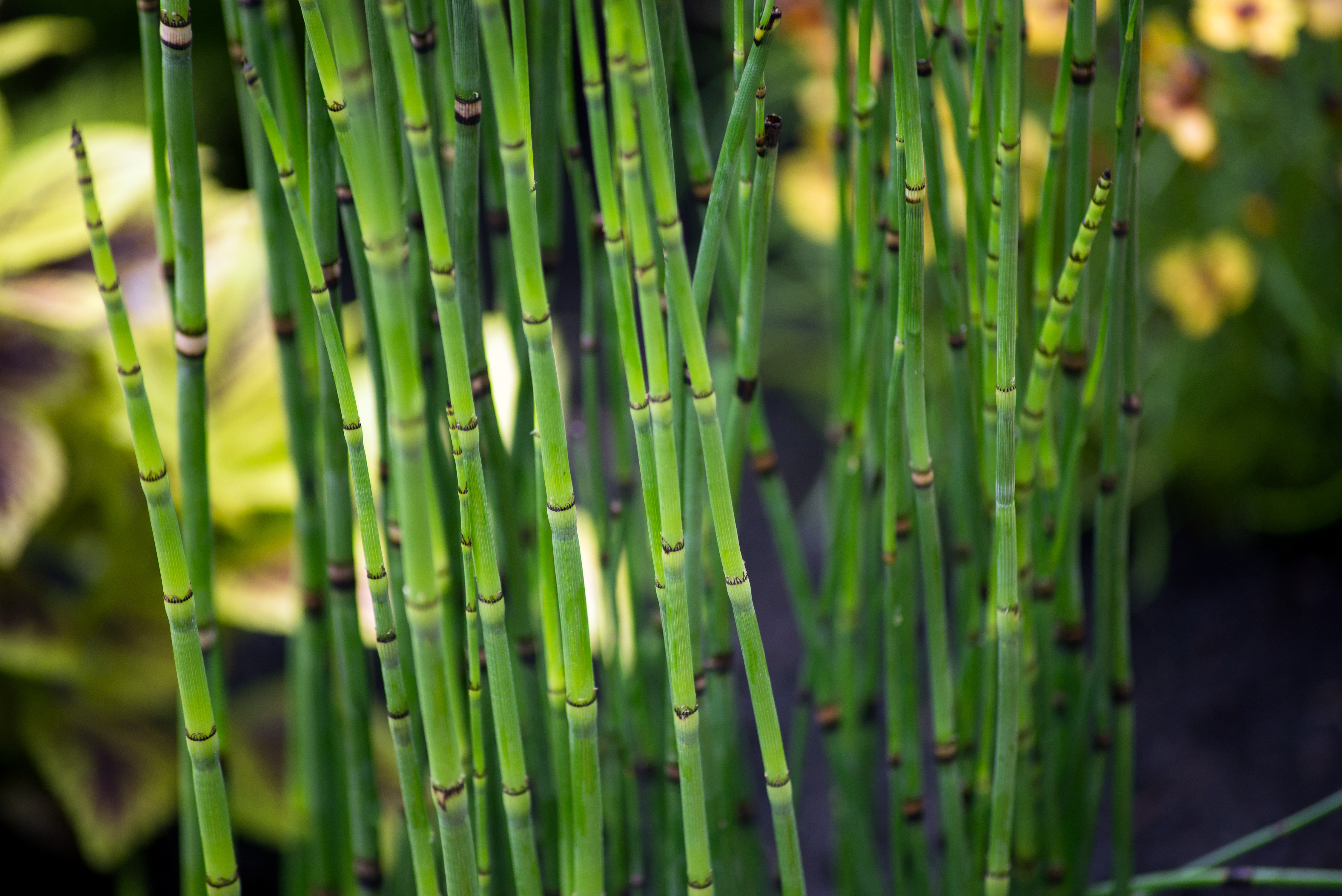 Equisetum