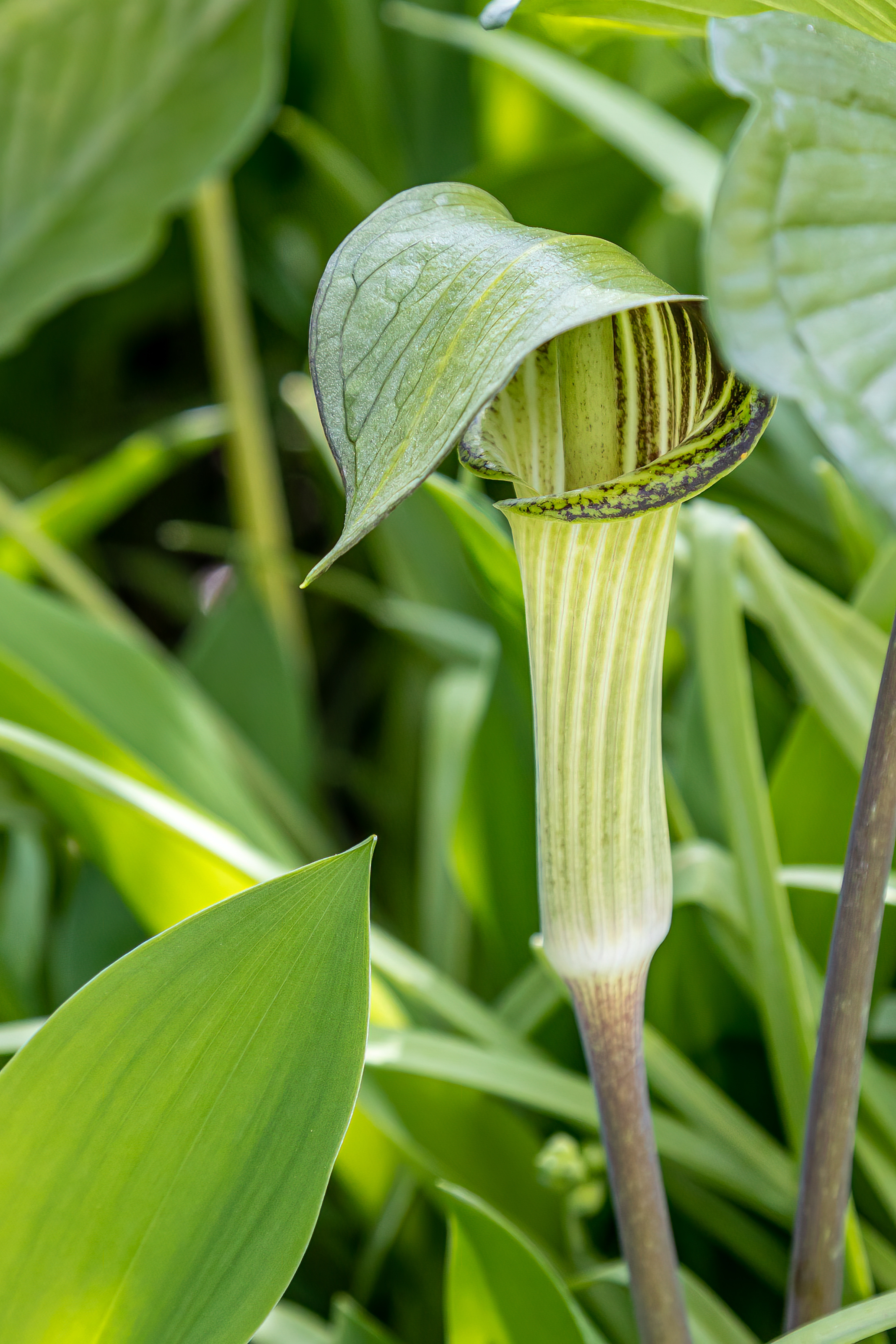 Arisaema triphyllum